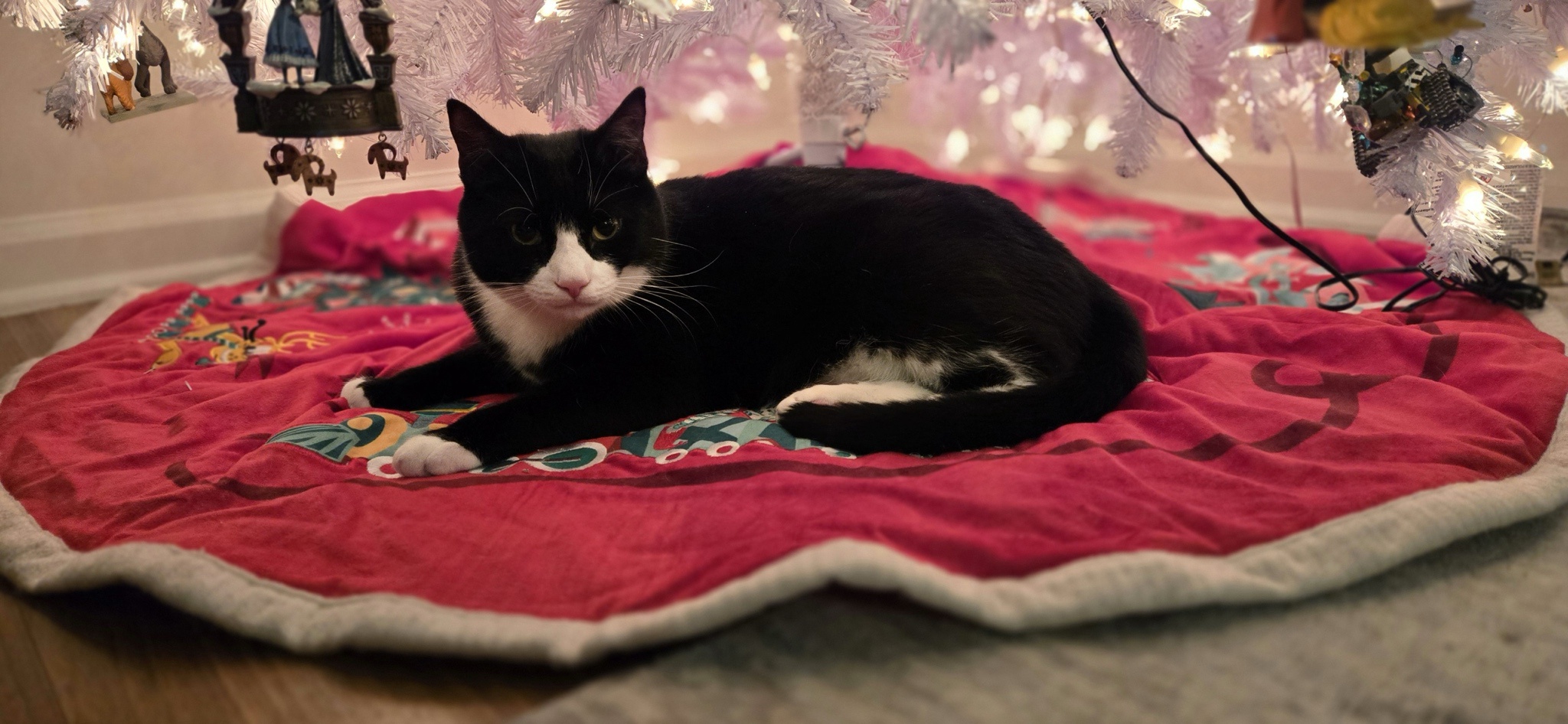 This cat is thriving while we navigate tough times!