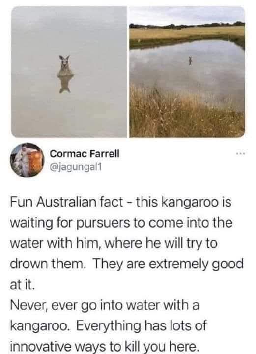 The Deadly Kangoo Challenge