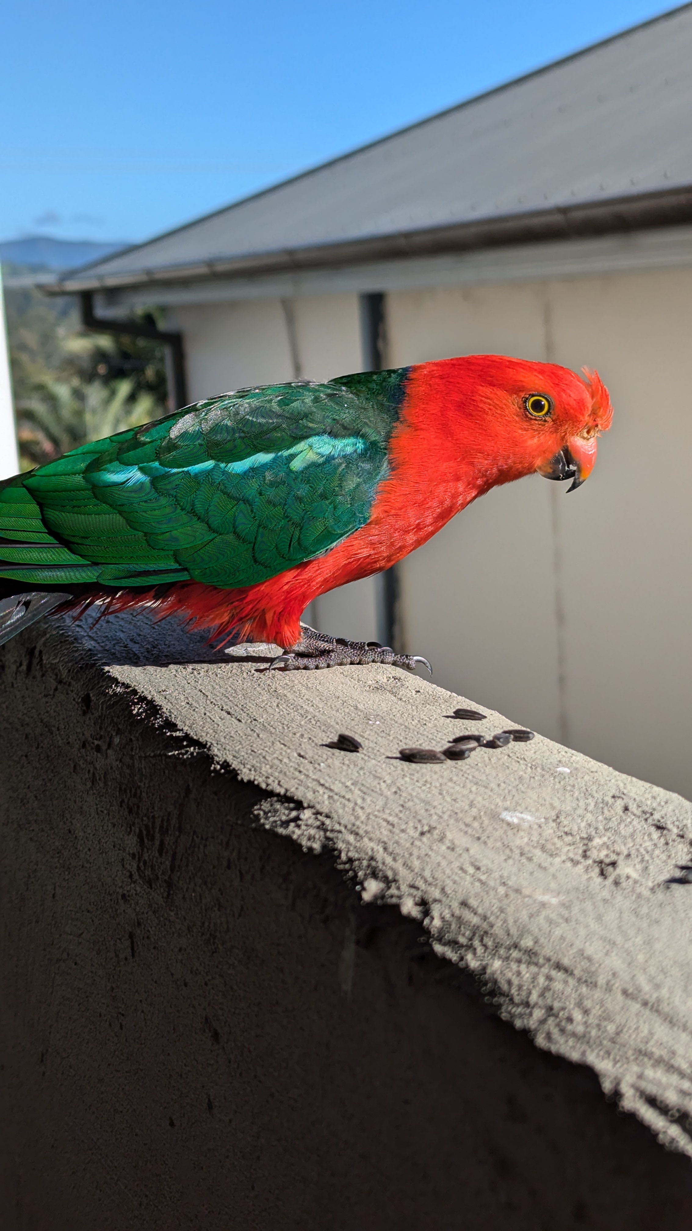 Spotlight on the King Parrot: A True Australian Gem