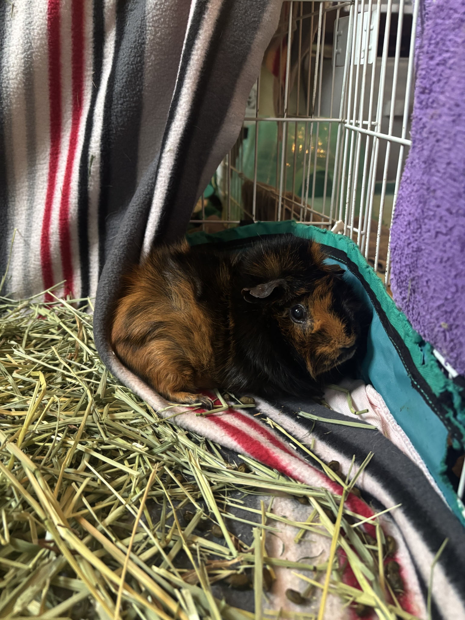 Meet Thea: The Star of the Show