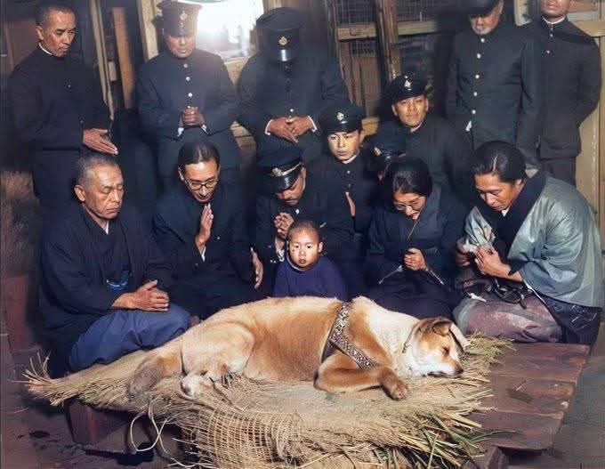 Hachiko's Last Colorized Moment: A Tribute to Loyalty Beyond Life