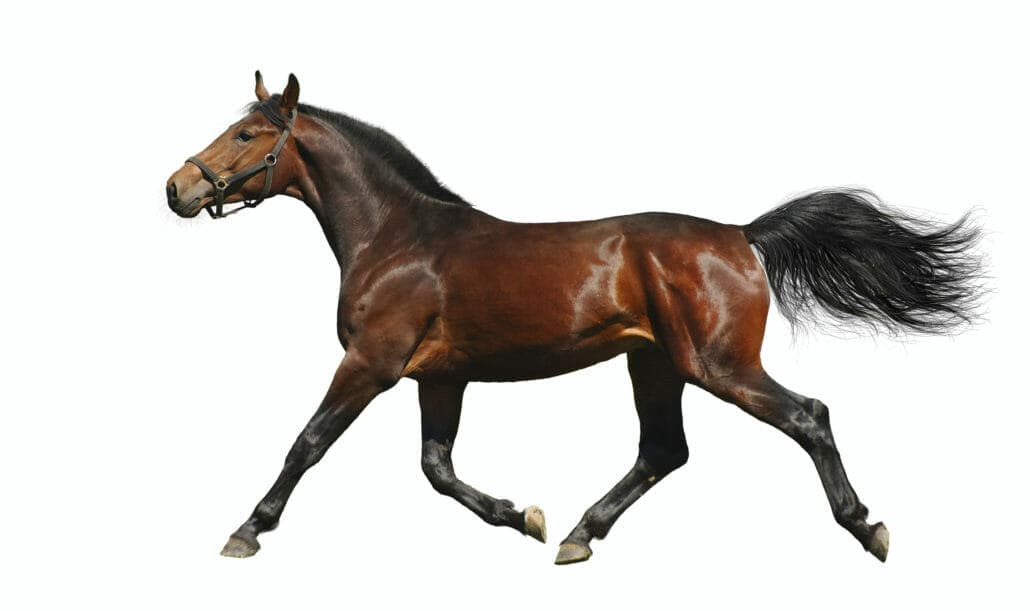 If a unicorn is a horse with one horn, and a bicorn has two, then what do we call a hornless horse? An acorn!