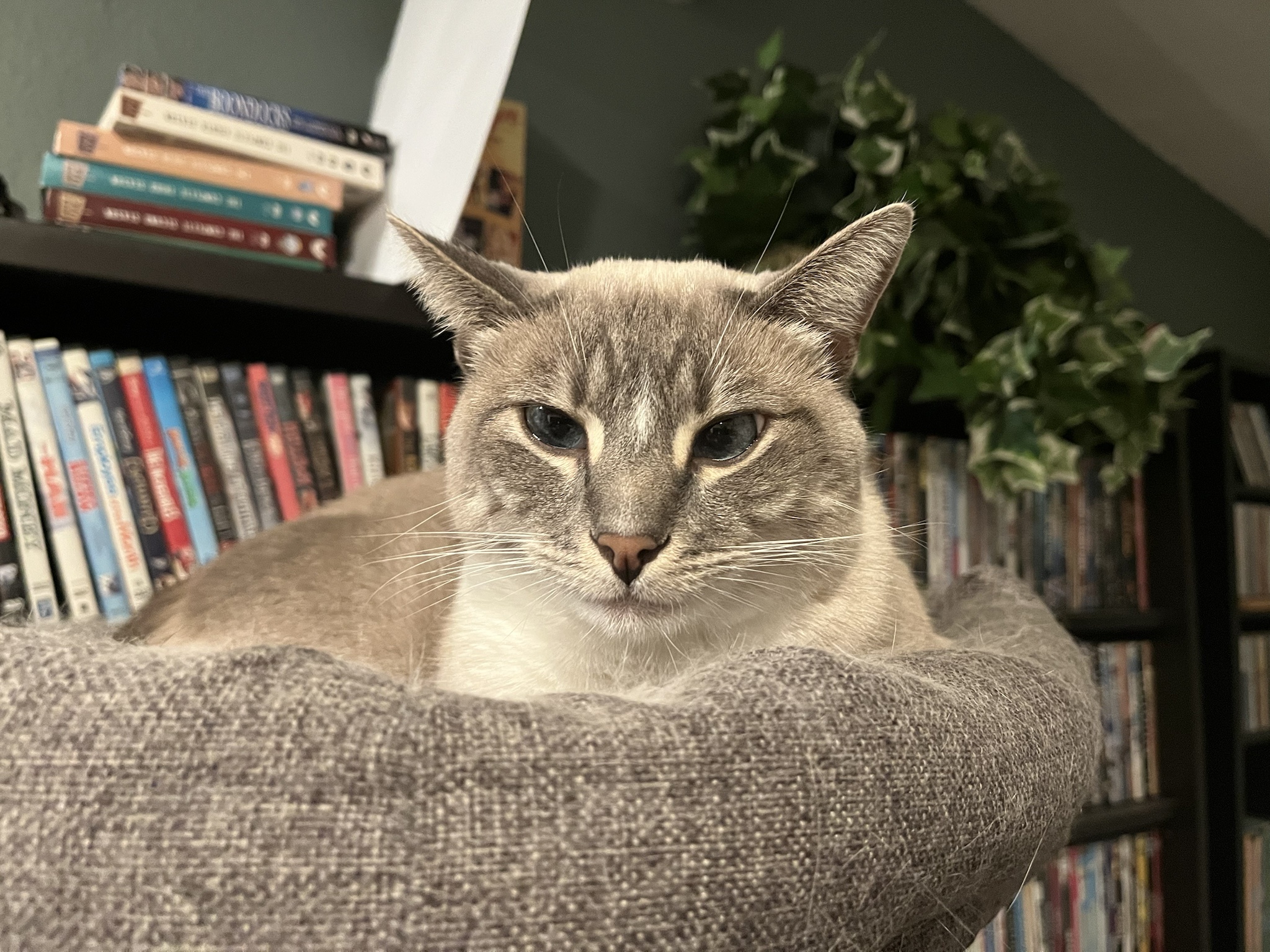 Daily dose of cuteness: Meet my cat Ivy, Day 316.