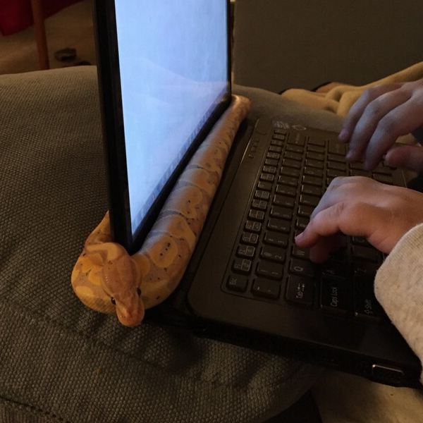 The Cozy Snek Warmer