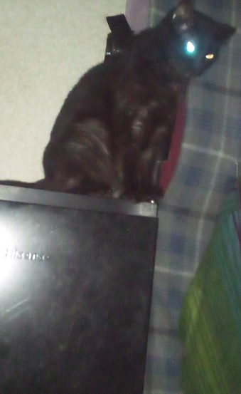 Just Your Average Cat Being Adorable