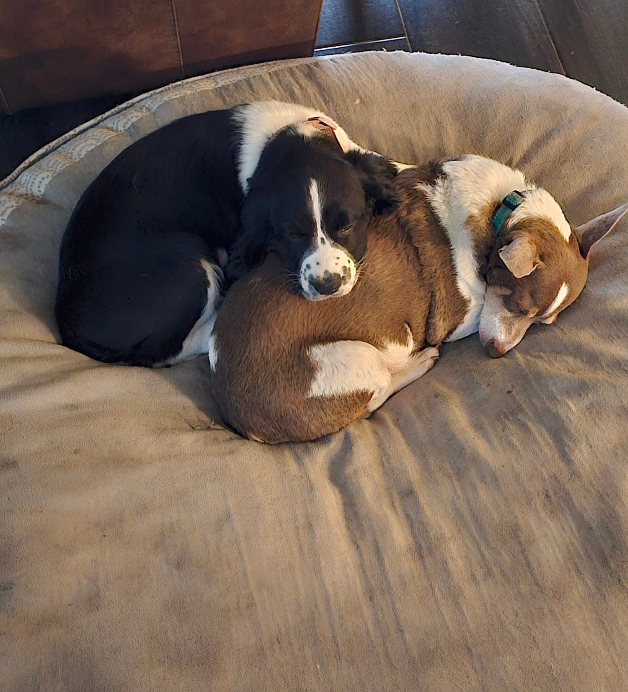 Overwhelmingly Adorable: Just Too Cute!