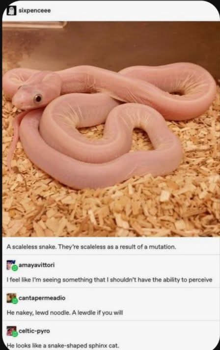 The Unusual Penis Snake