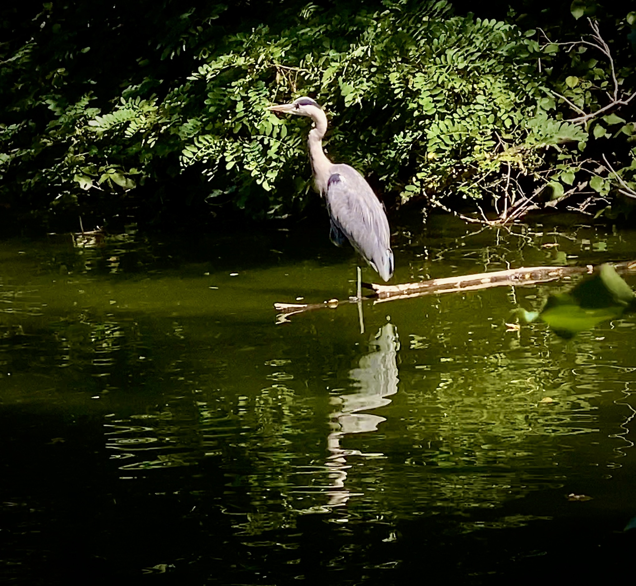 The Majestic Heron in Action