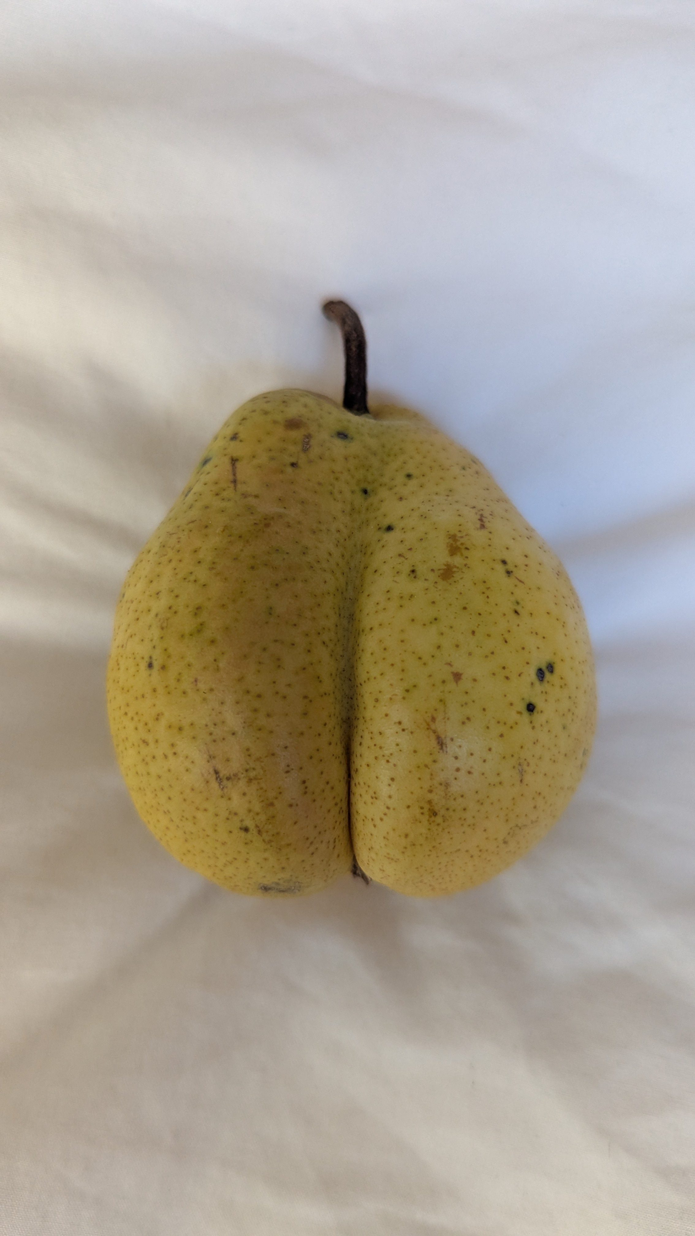 Is This the Allure of the Forbidden Fruit?