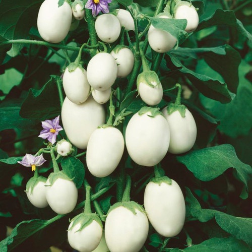 With egg prices soaring, it's time to grow your own! Plant now for a mid-July harvest of 60-80 eggs per plant in the shade.