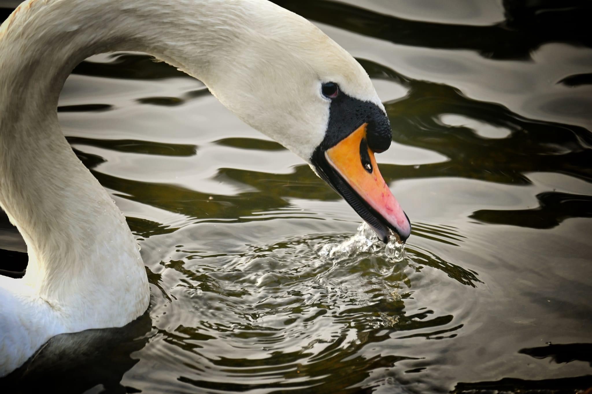 Elegant Beauty: The Swan