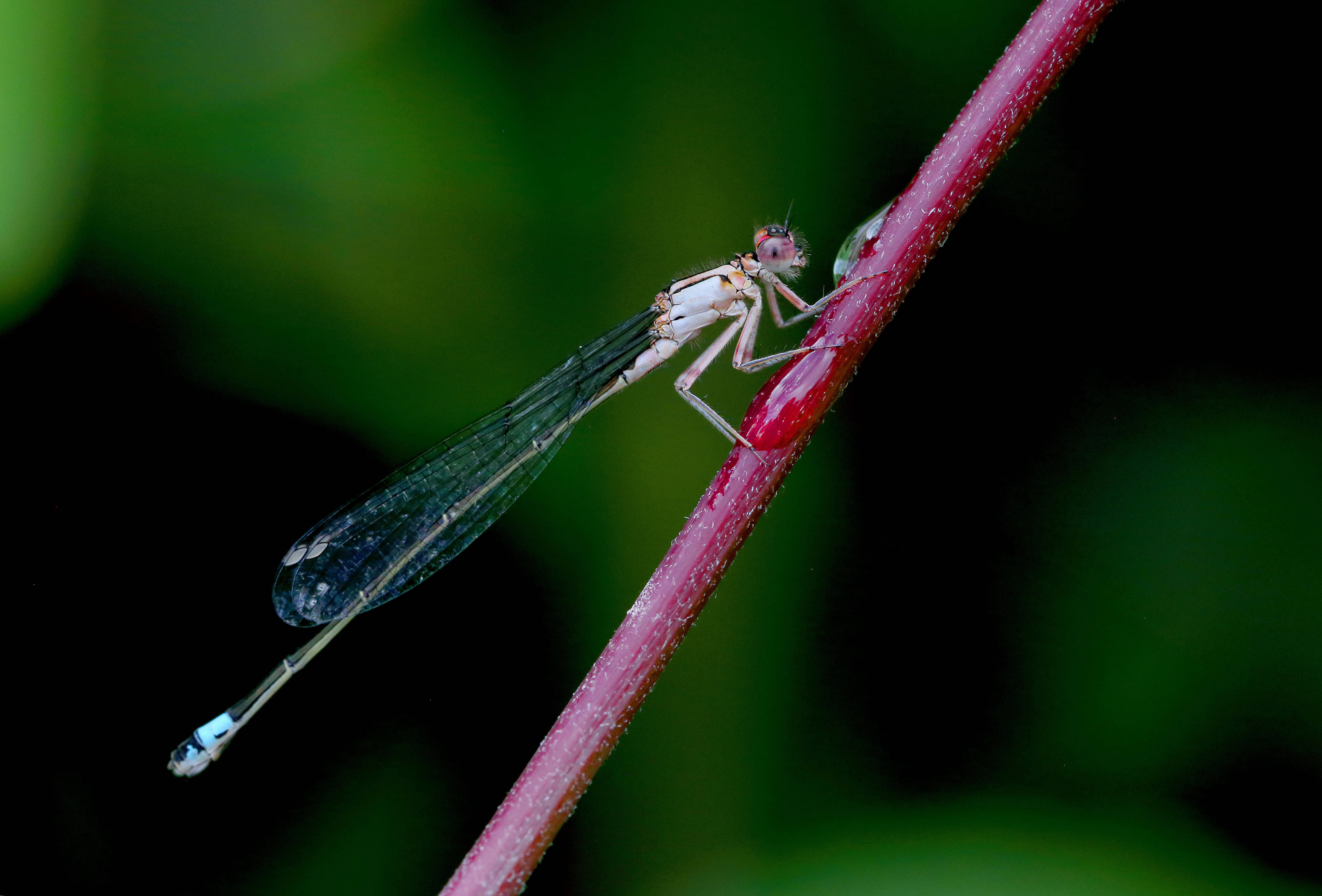 Meet the Elegant Damselfly