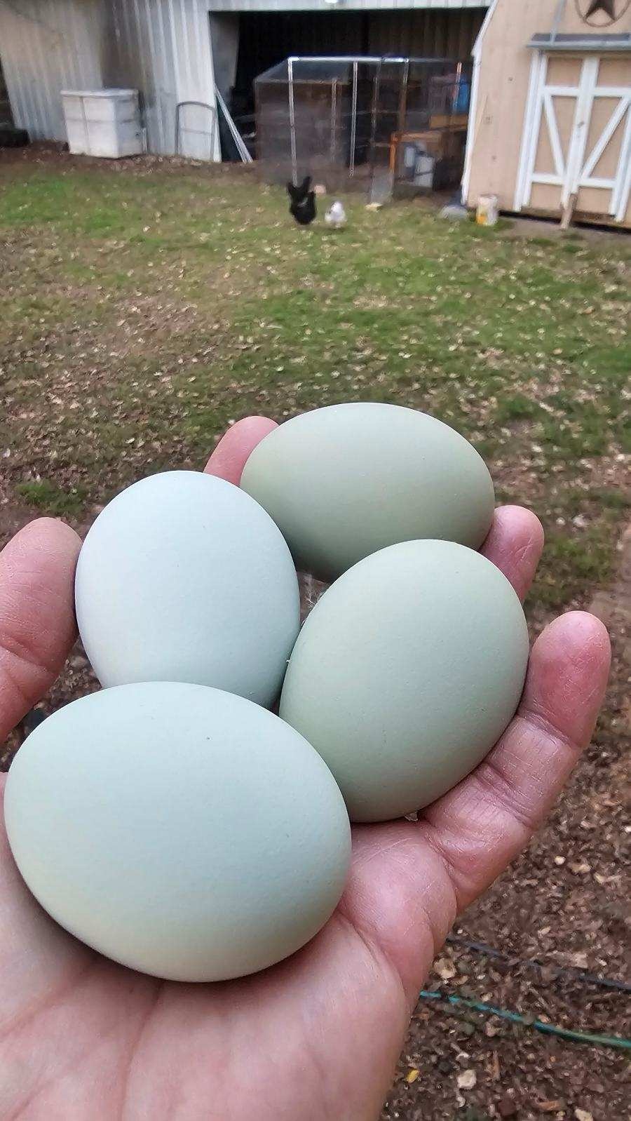 Celebrating a day where every hen laid an egg!
