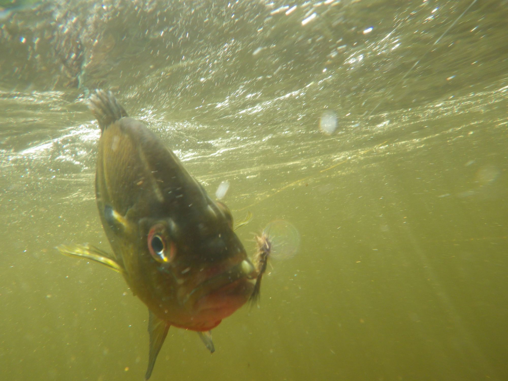Selfie Time with a Sunfish!