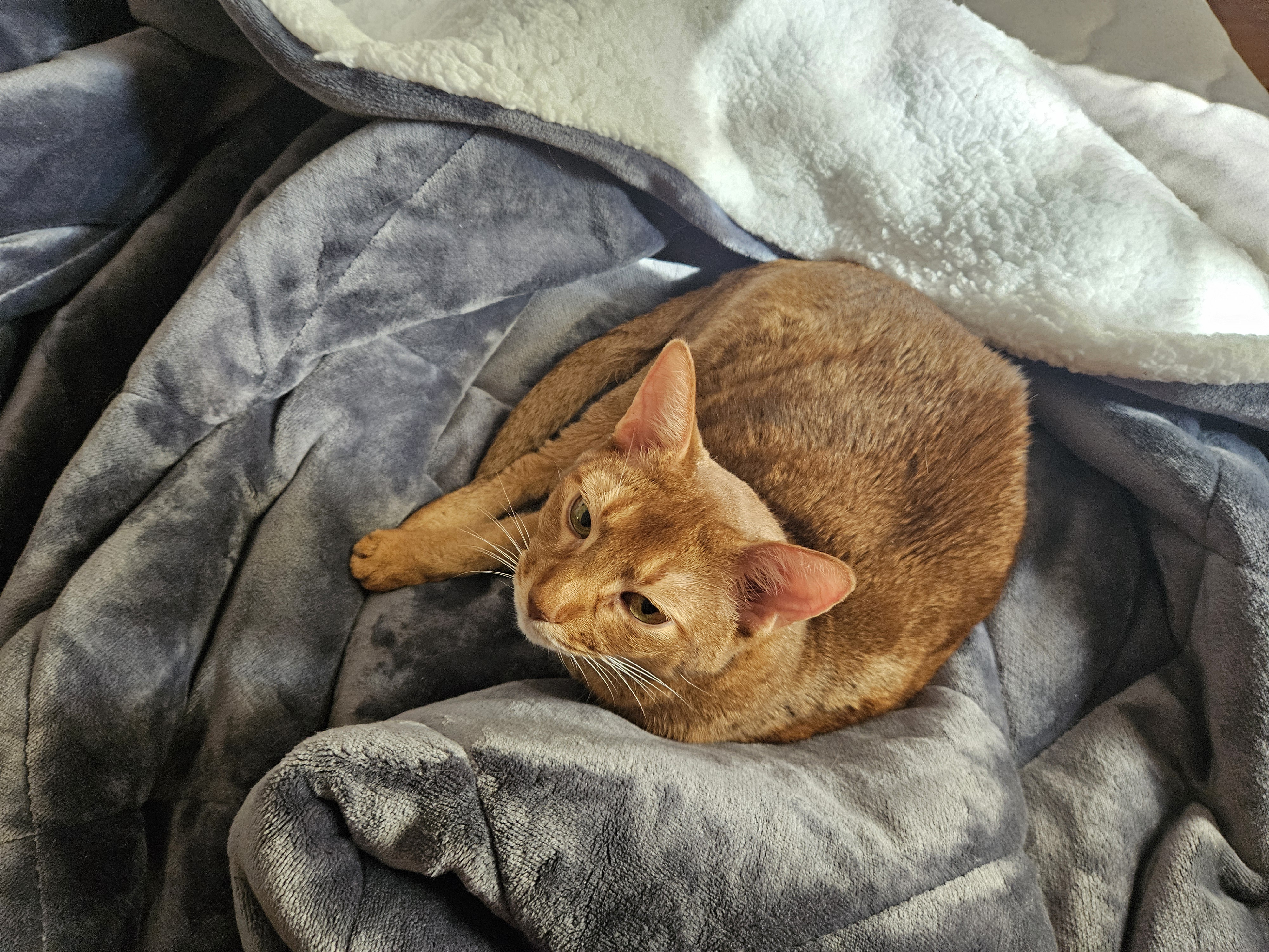 Meet Our Aby and Our Cozy New Duvet!