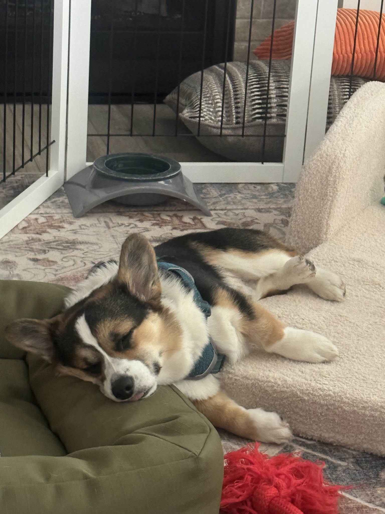 Two Beds, One Adorable Corgi