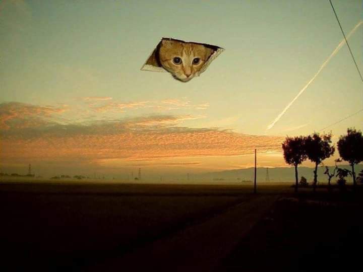 Ceiling Cat Makes a Triumphant Comeback!