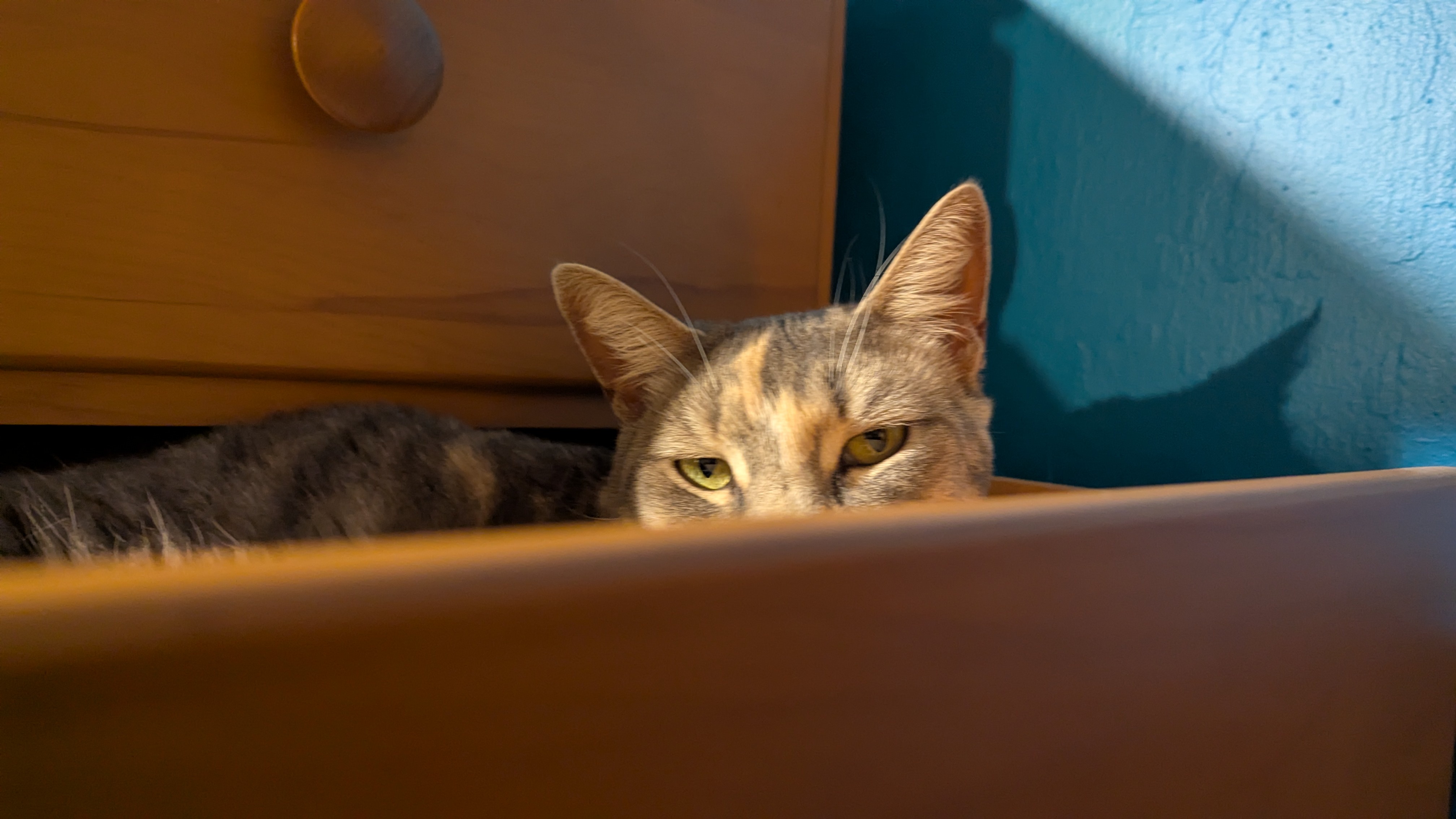 The Classic Cat Philosophy: If It Fits, I Sits