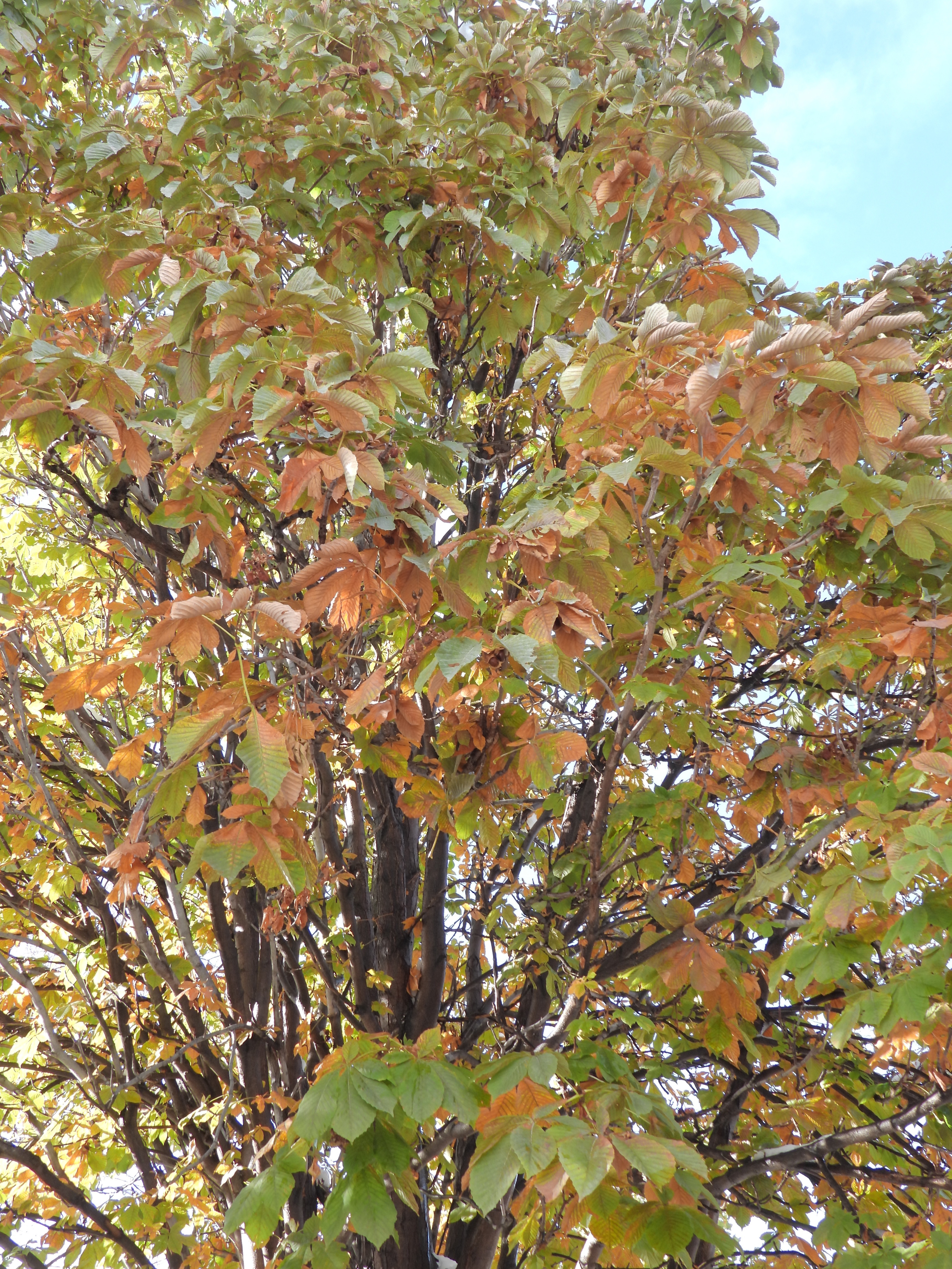 November 9, 2024: The Day After the Winter Storm