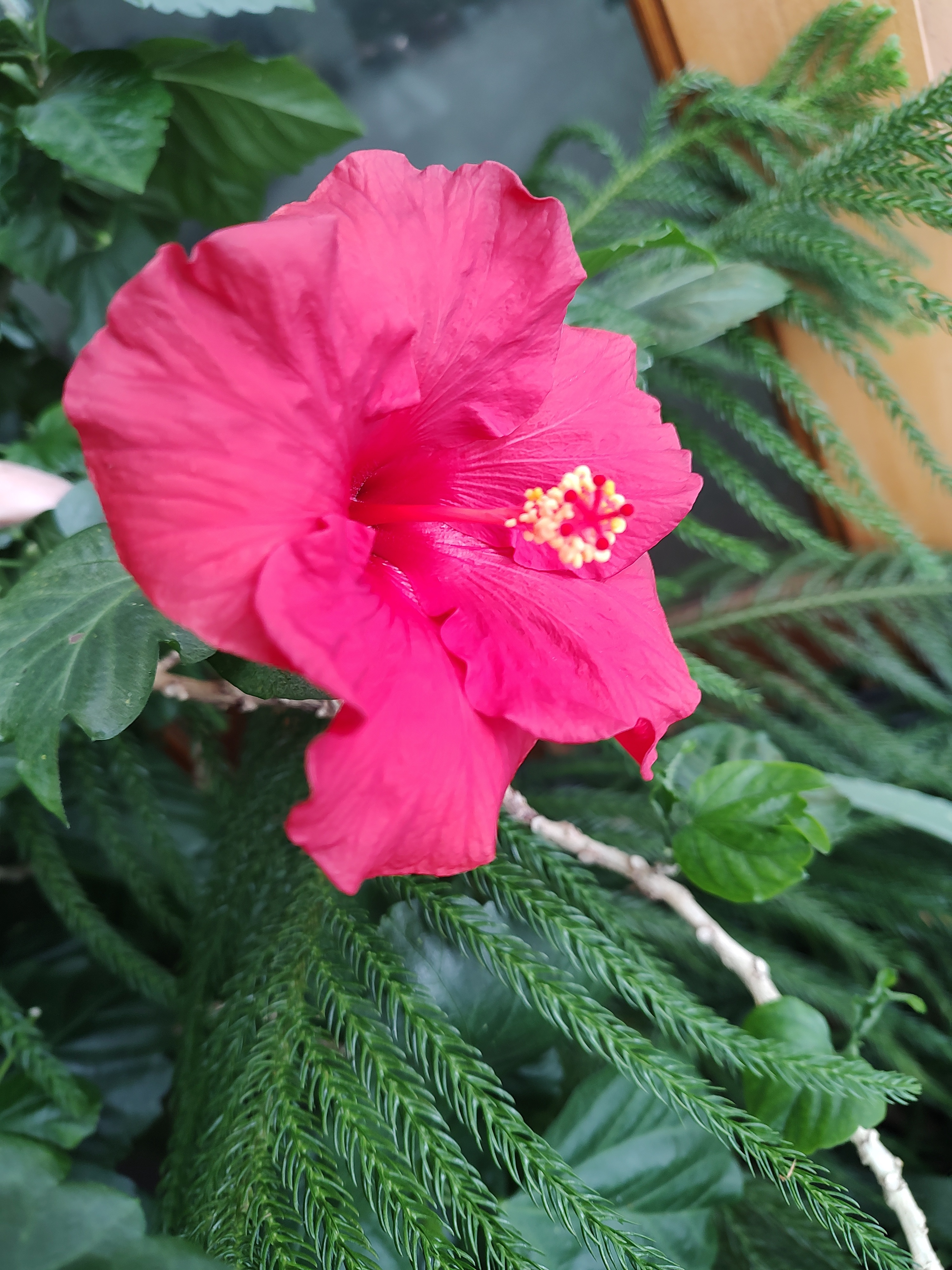 Today's Stunning Hibiscus Blooms - January 12, 2025