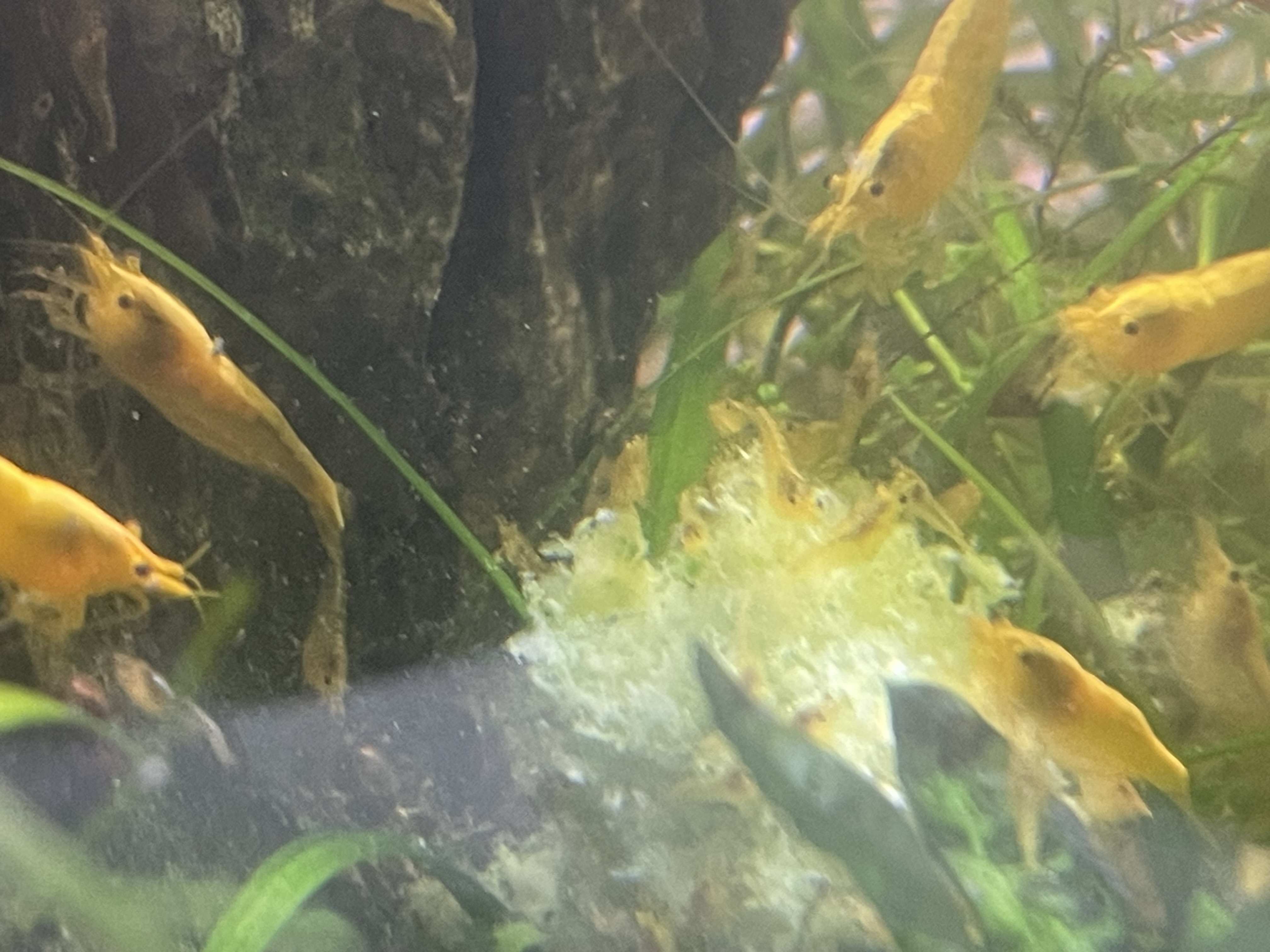 The Golden Back Neocaridina Shrimplet Squad