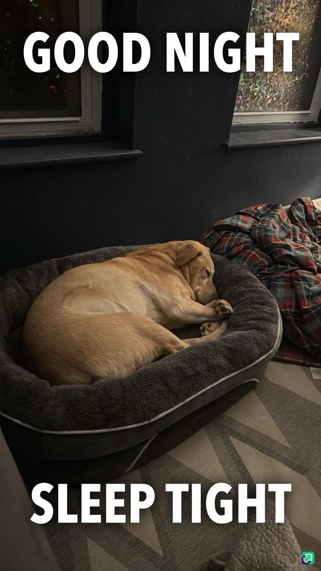 The cutest happy sleepy pupper you'll ever see!