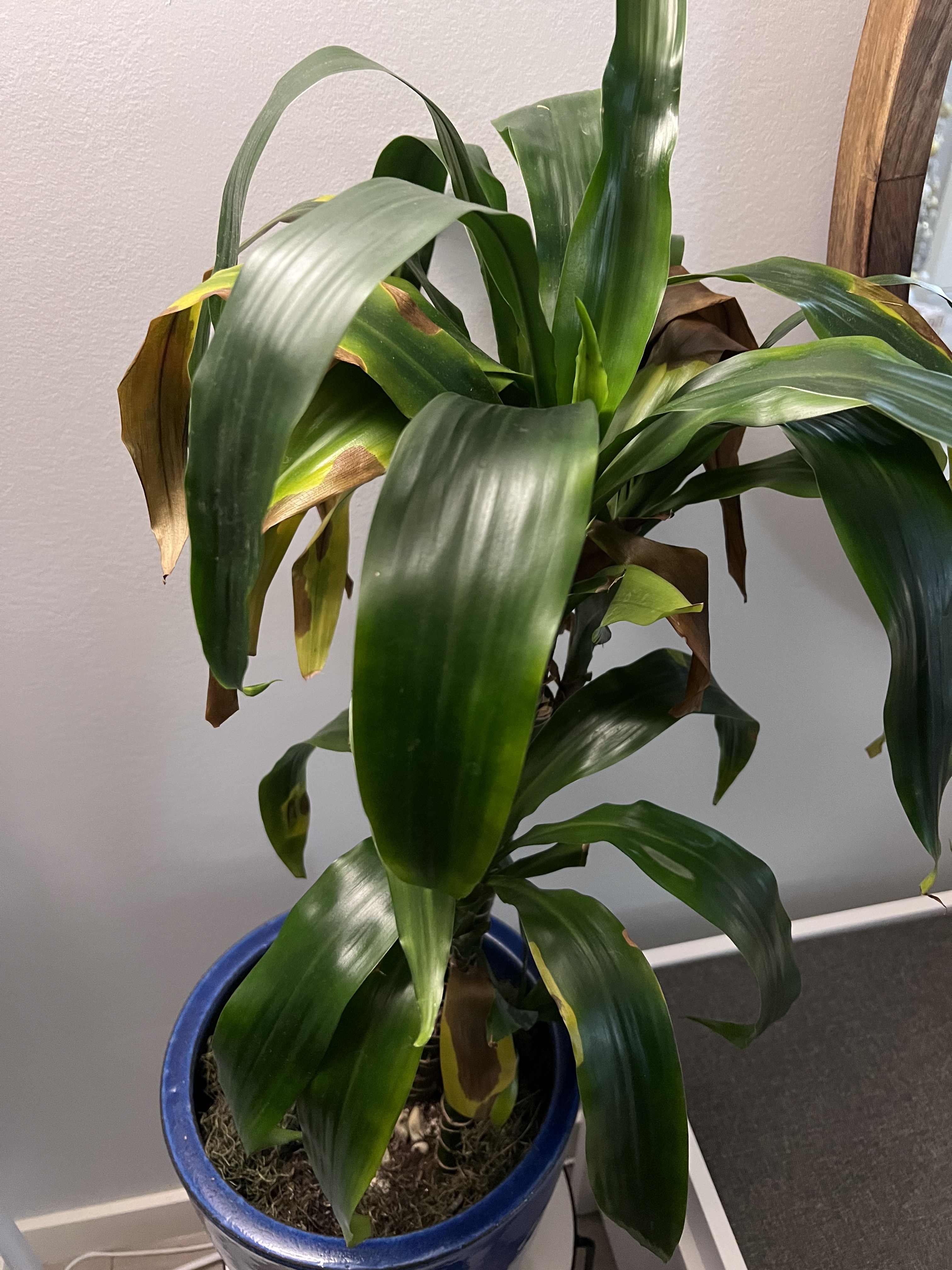 The Beauty of Nature: A Simple Plant