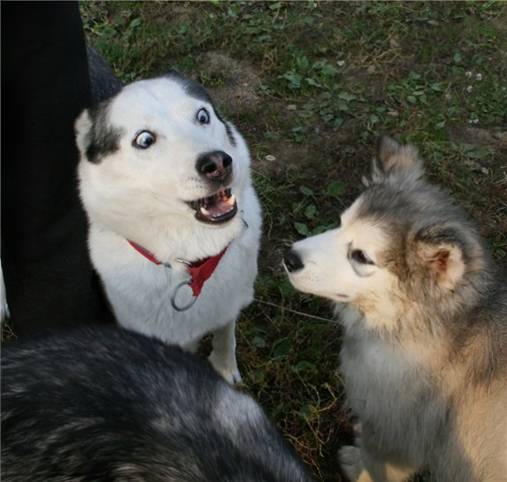 The Face of Shock: A Dog's Reaction