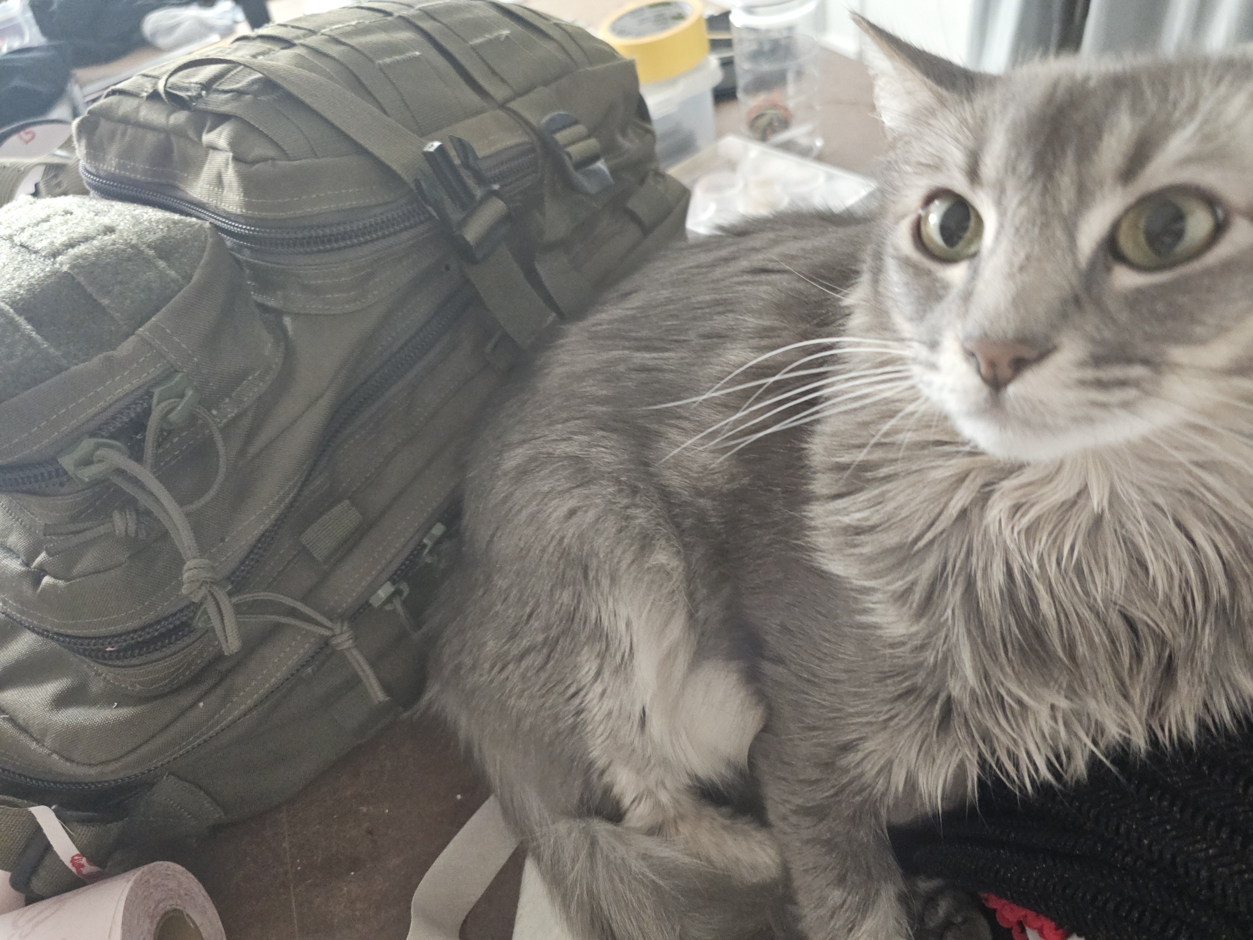 I trained my cat to sit by the emergency kit! Now she's my little safety buddy.