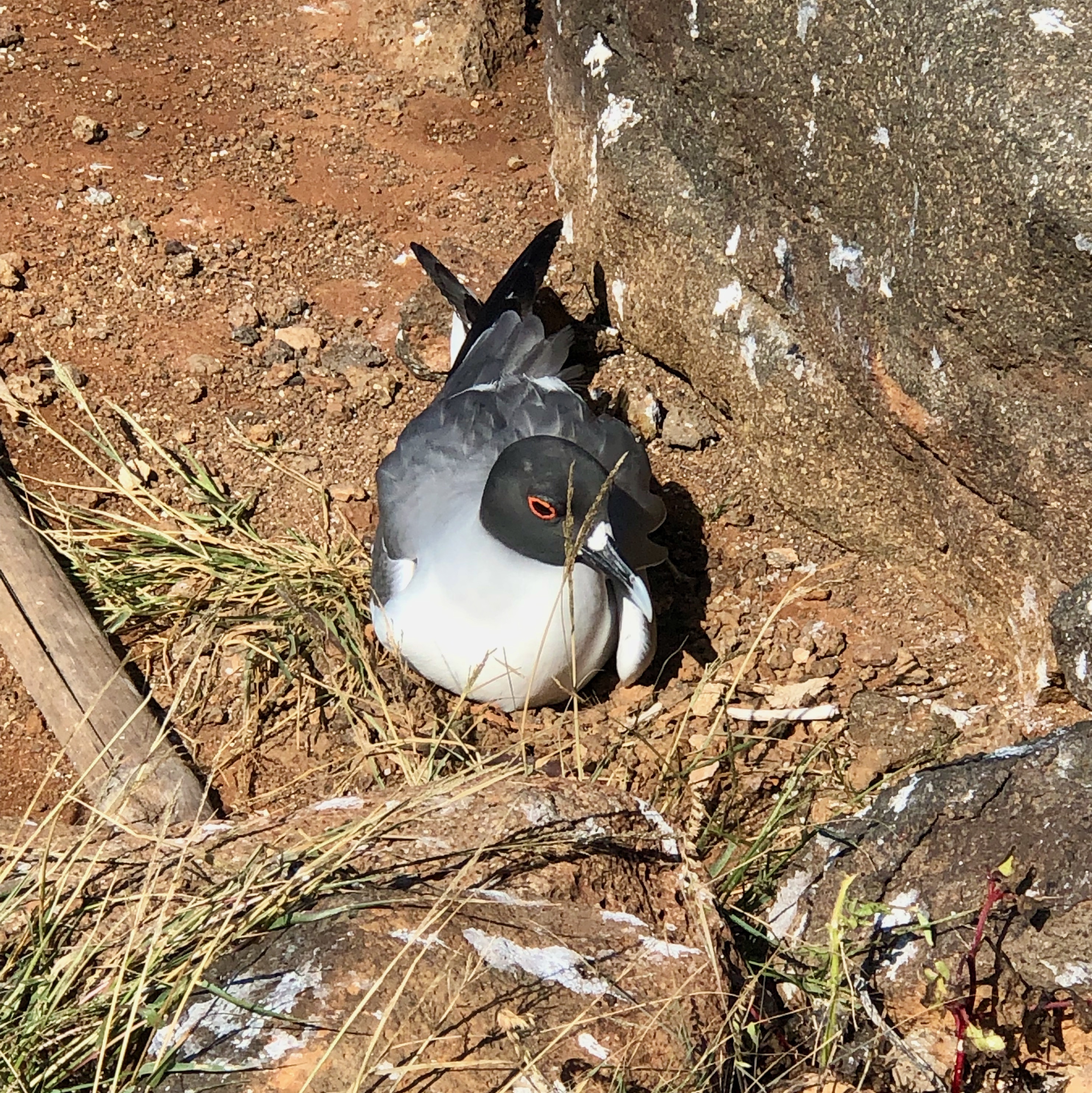 Swallow-tailed Gull with Stunning Red Eye Breeding Condition