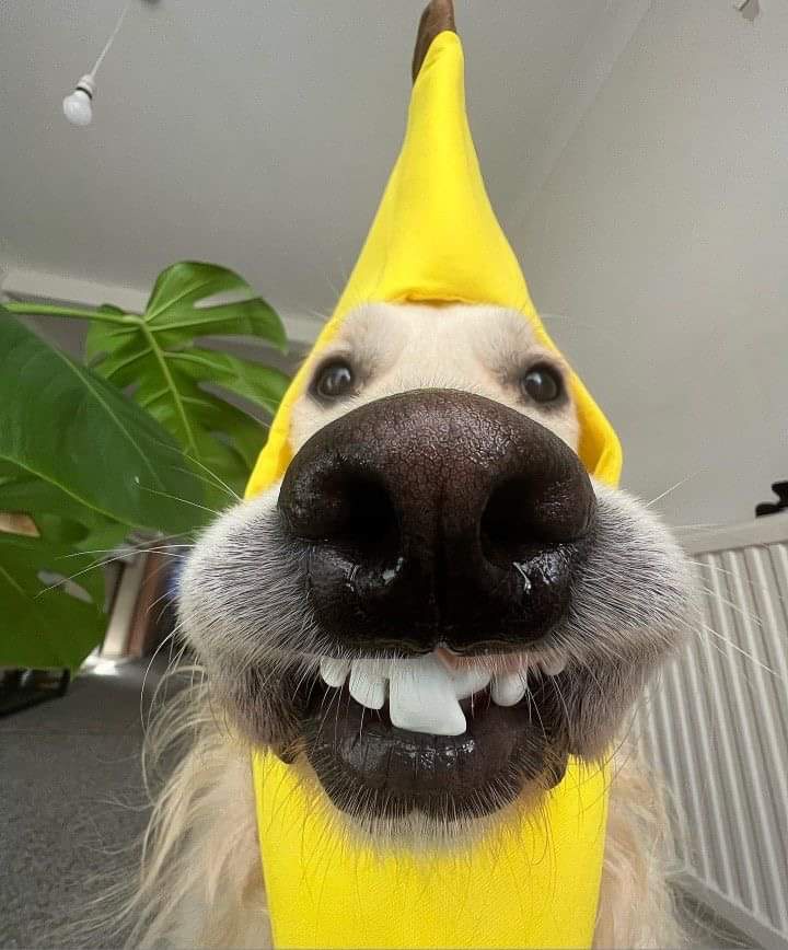 Banana: The Ultimate Measuring Tool