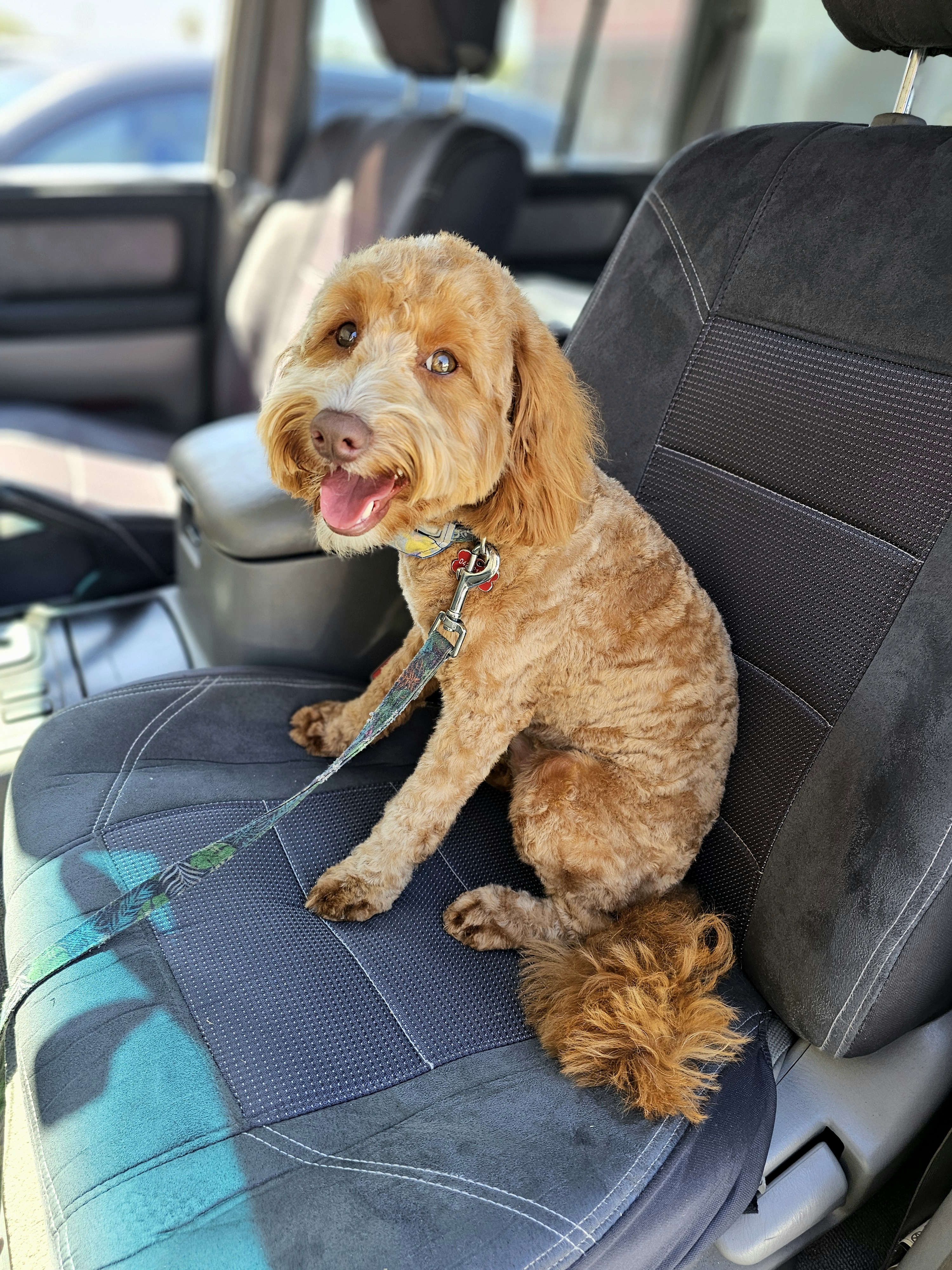 Meet Ziggy: The Star of the Show