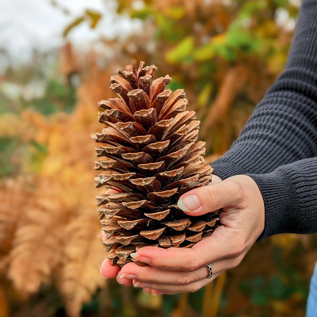 Cheering for Team Pinecone All the Way!