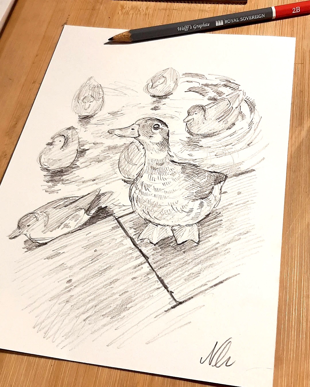 A Charming Little Duck Enjoys Its Pondside Adventure