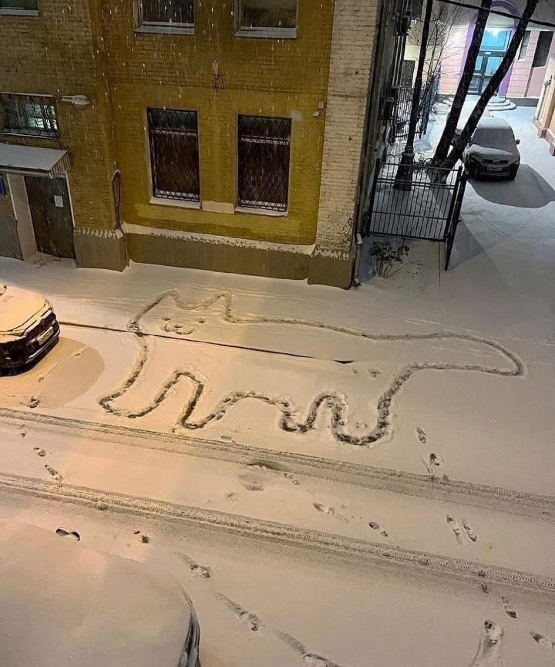 The Adorable Snow Cat Chronicles