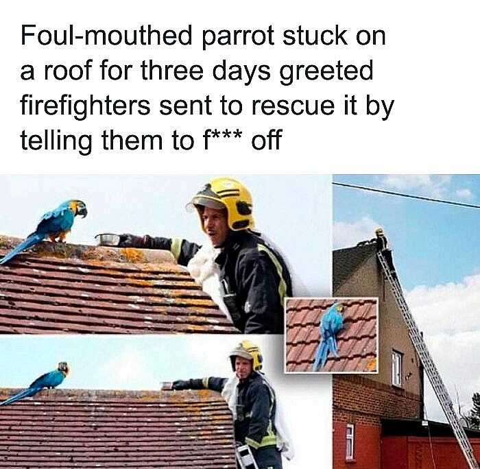 A Heartwarming Rescue Story