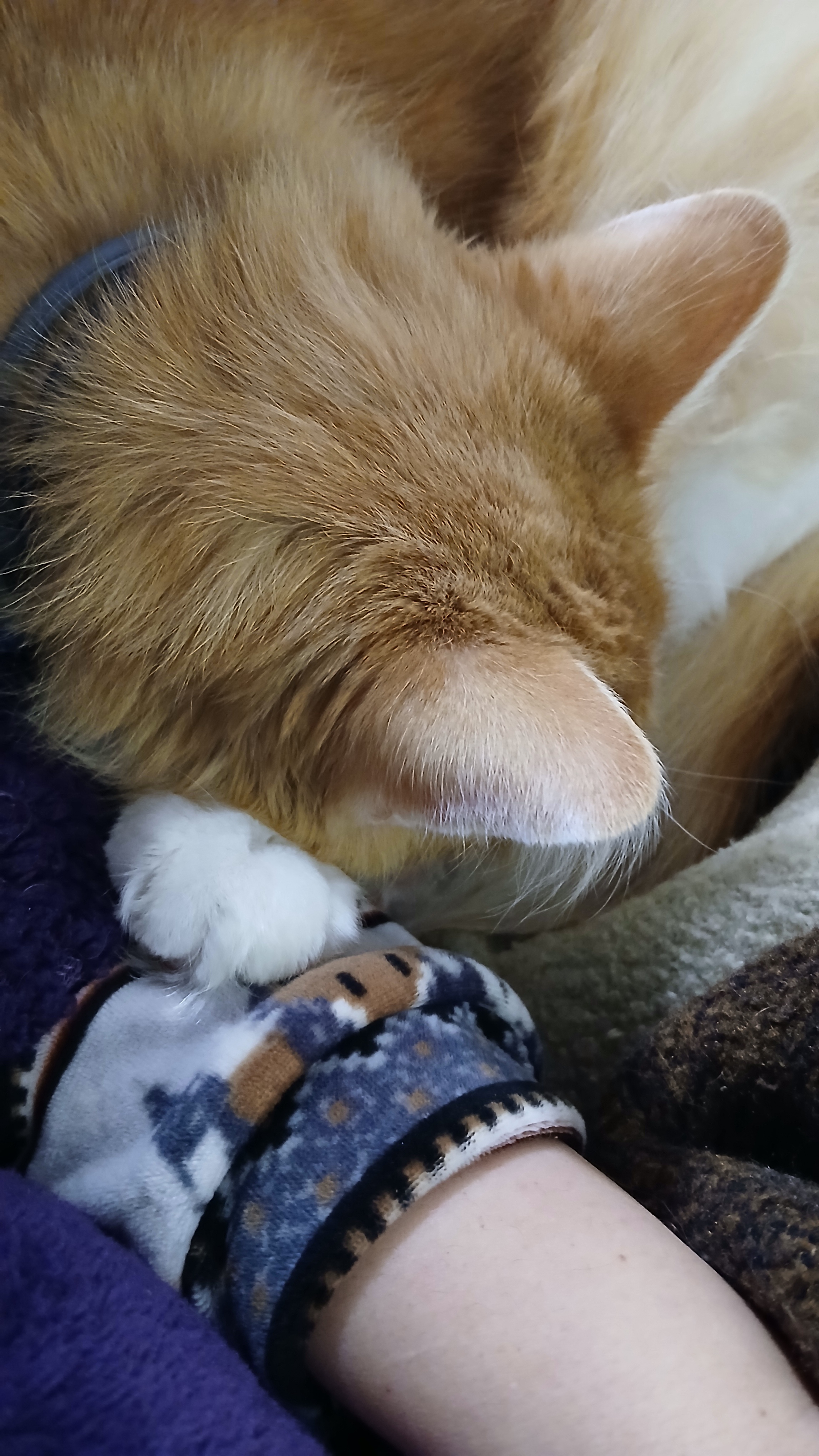 Cinder: The Ultimate Cuddle Bug!