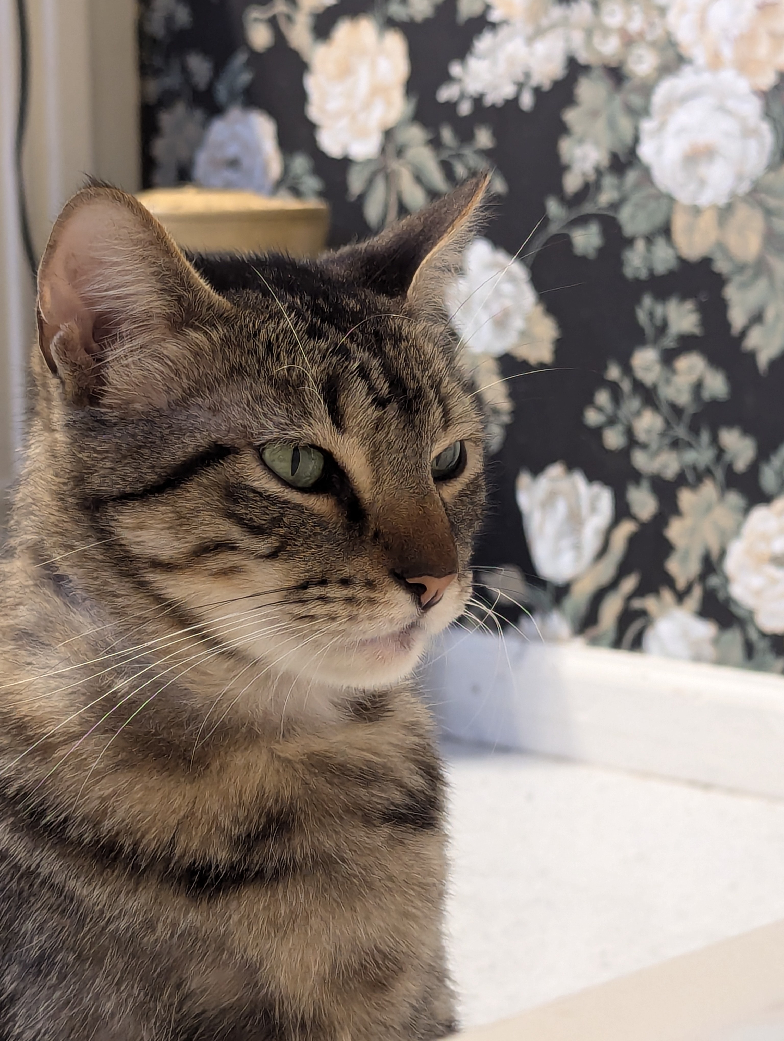 Engaged in Some Serious Plotting and Scheming