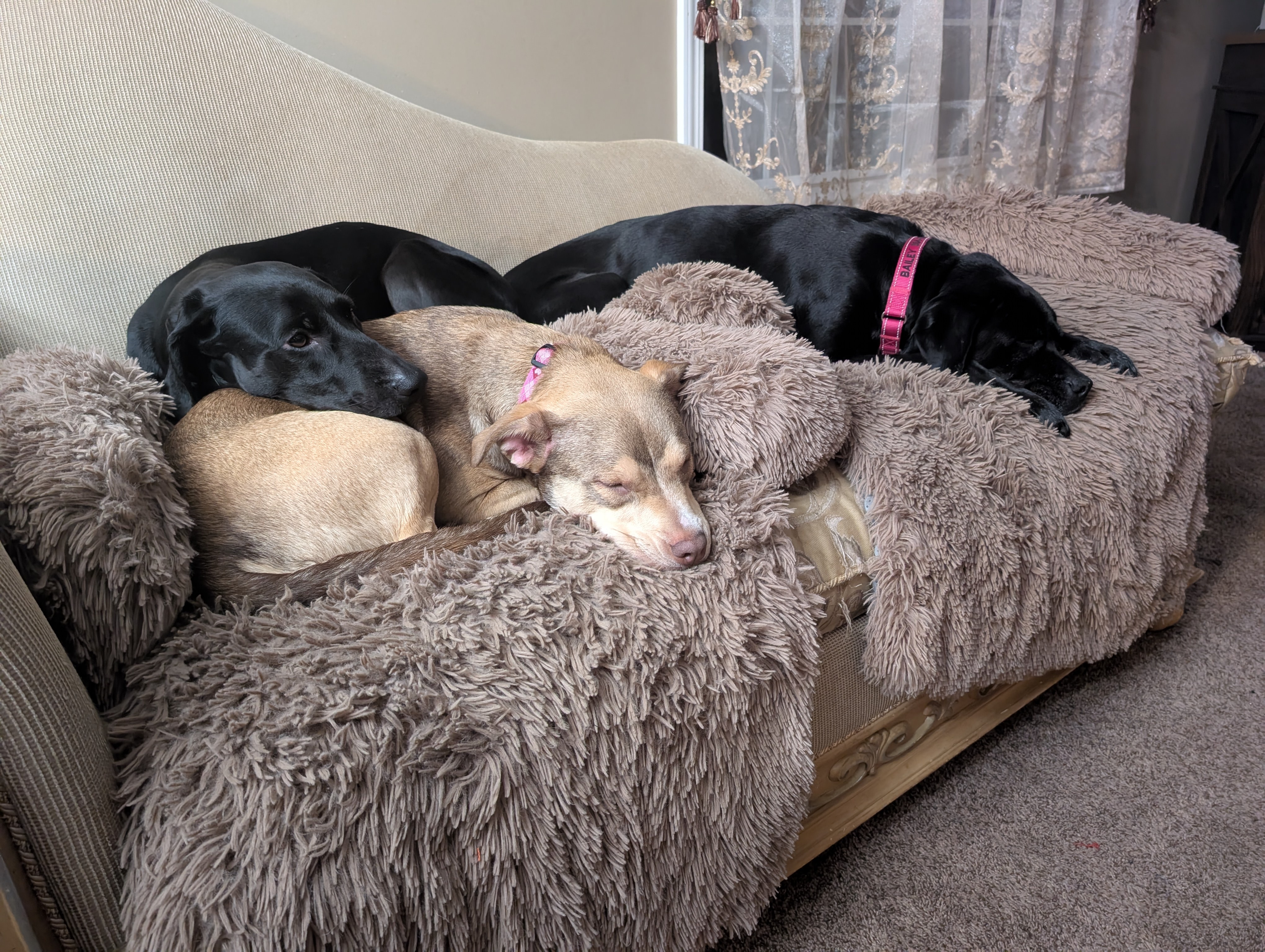 Celebrating Our Beloved Mutts!