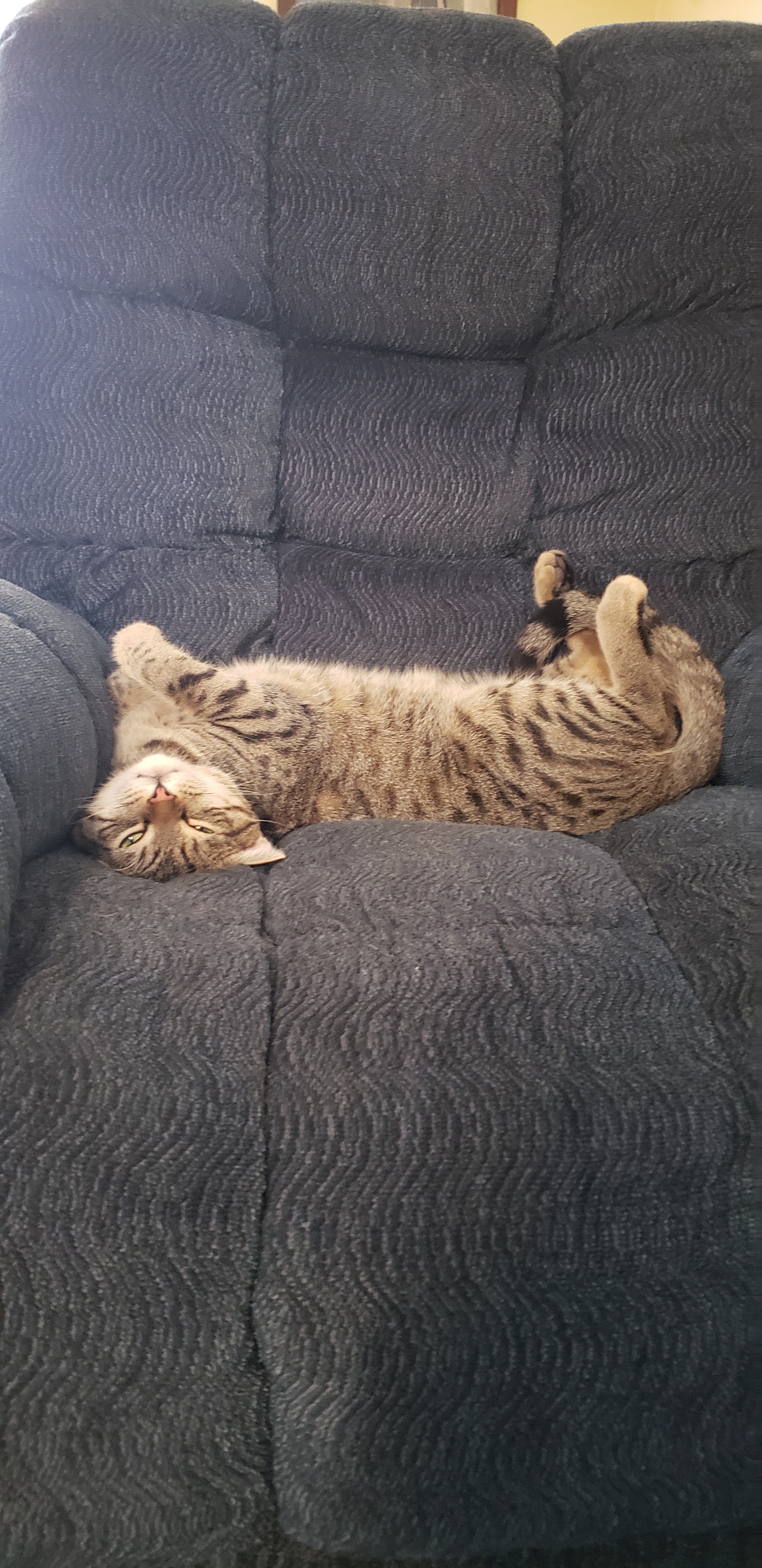 It's Caturdaaaay! Let the Weekend Begin!