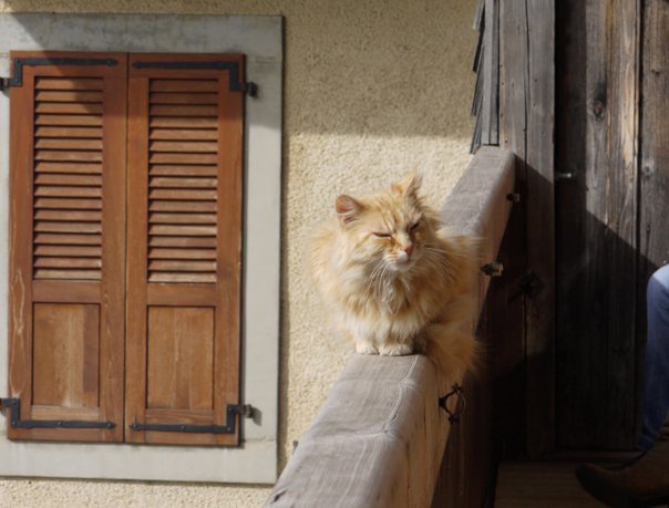 The Adorable Swiss Cat