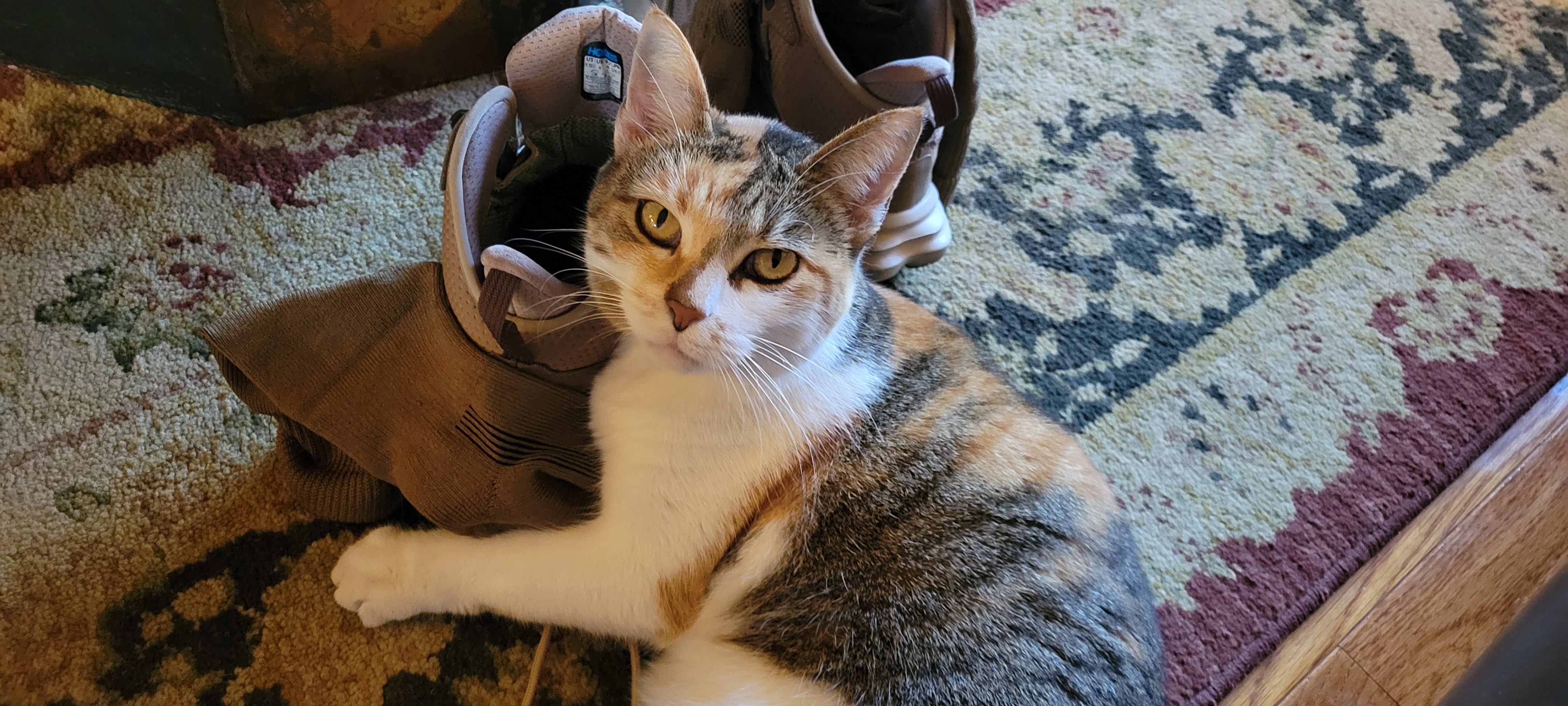Meet the Adorable Feline Star