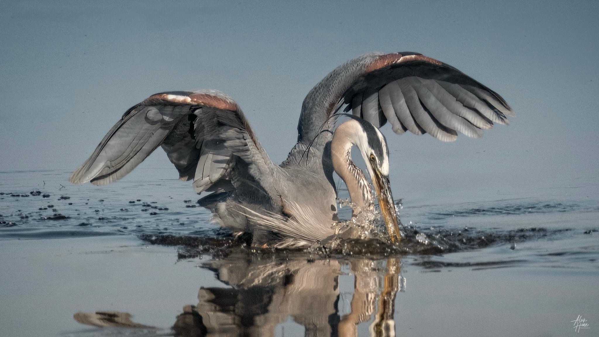 Majestic Beauty: The Great Blue Heron