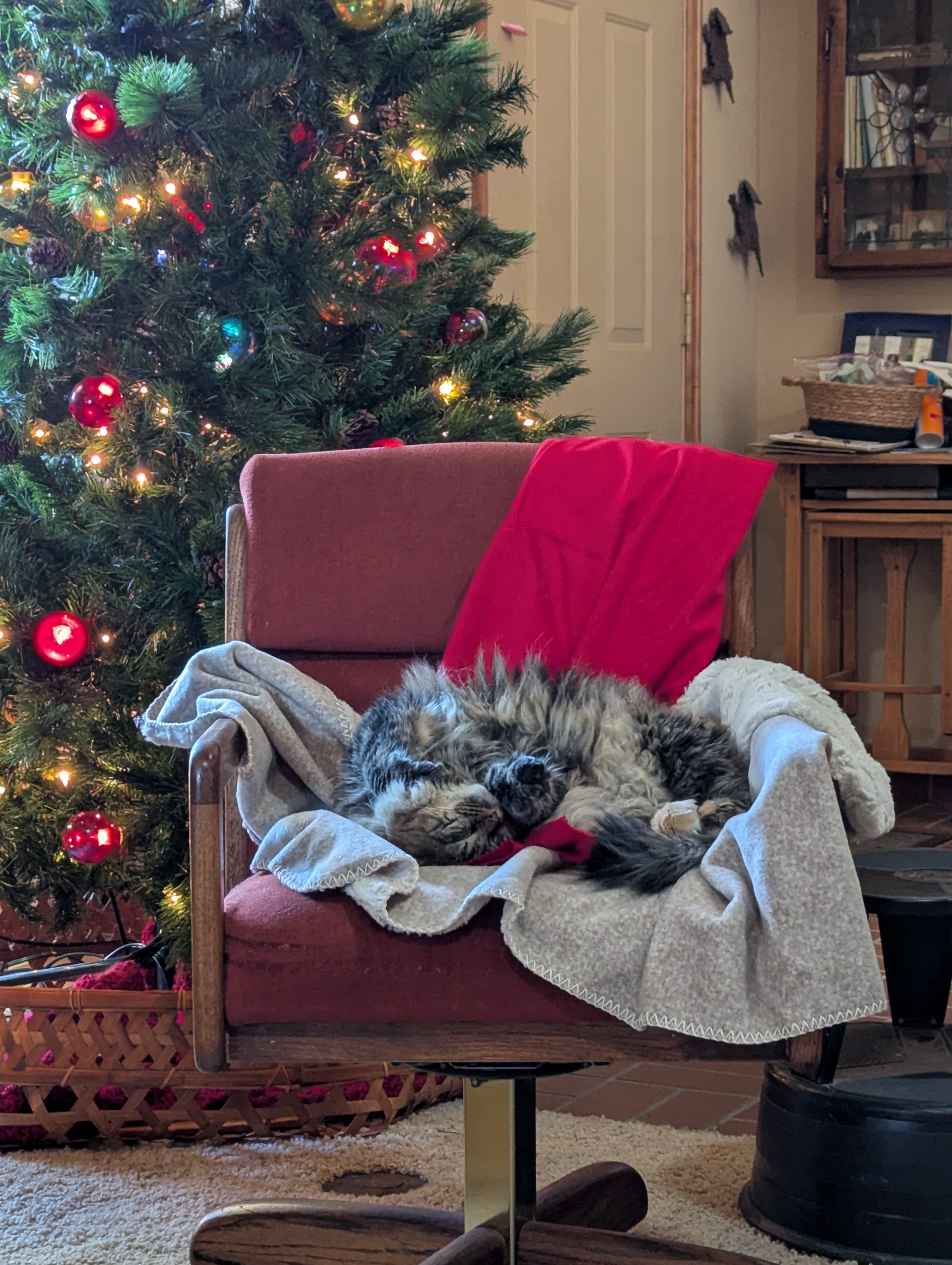 Living the Feline Dream: It's a Cat's Life