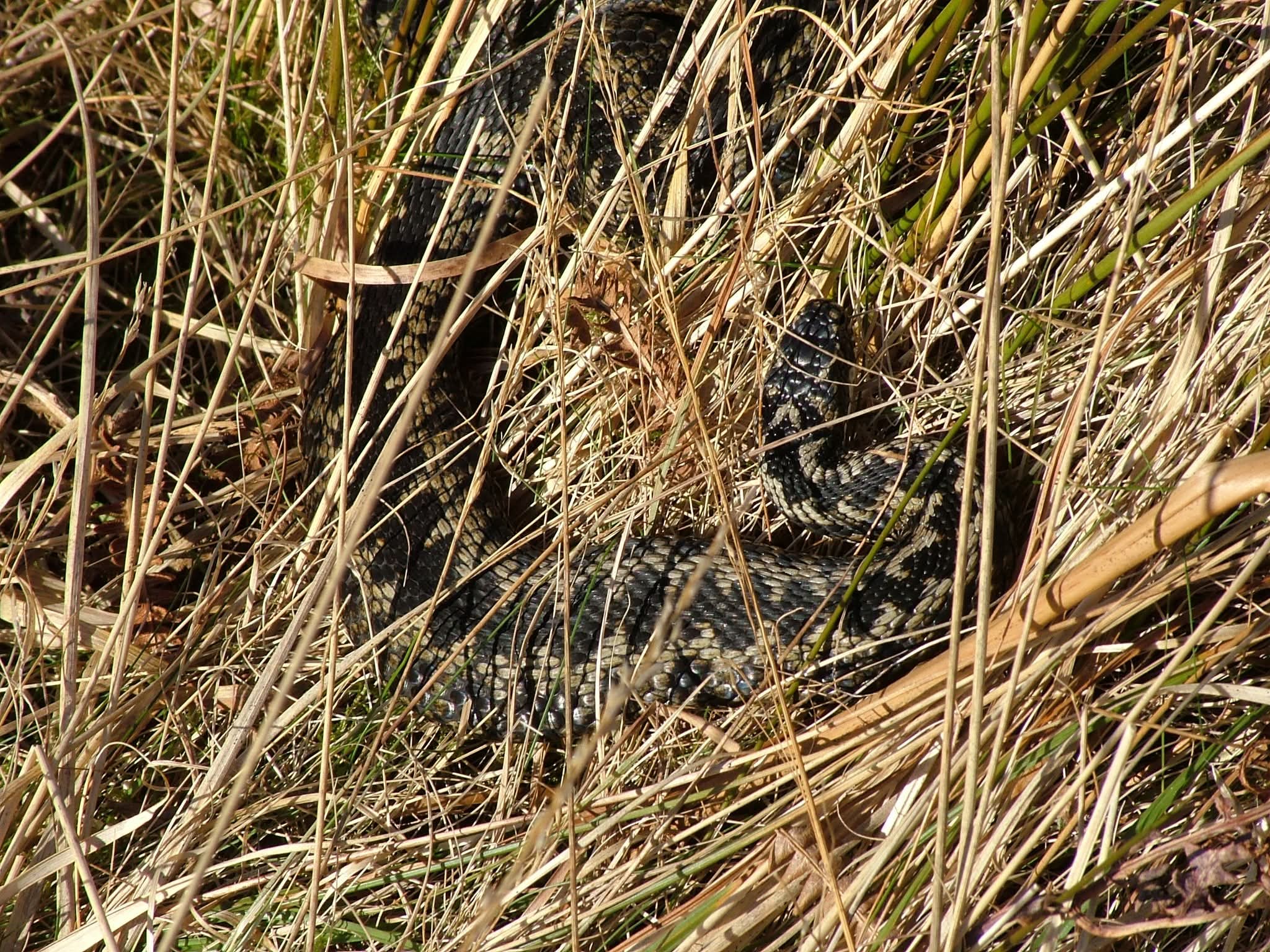 Relaxing in the Sun: The Basking Adder