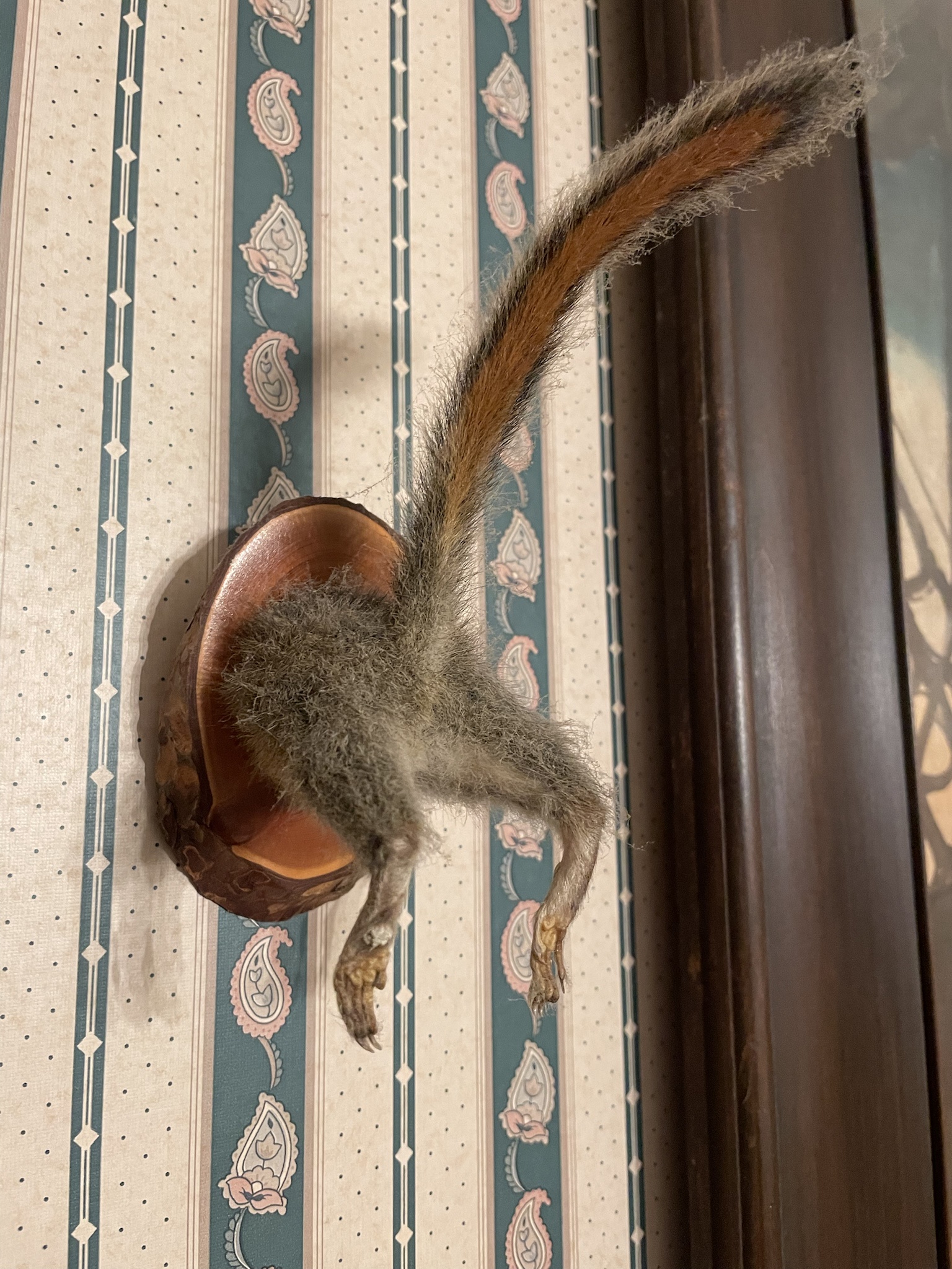 Meet the Trophy Squirrel, a true champion of the wild!