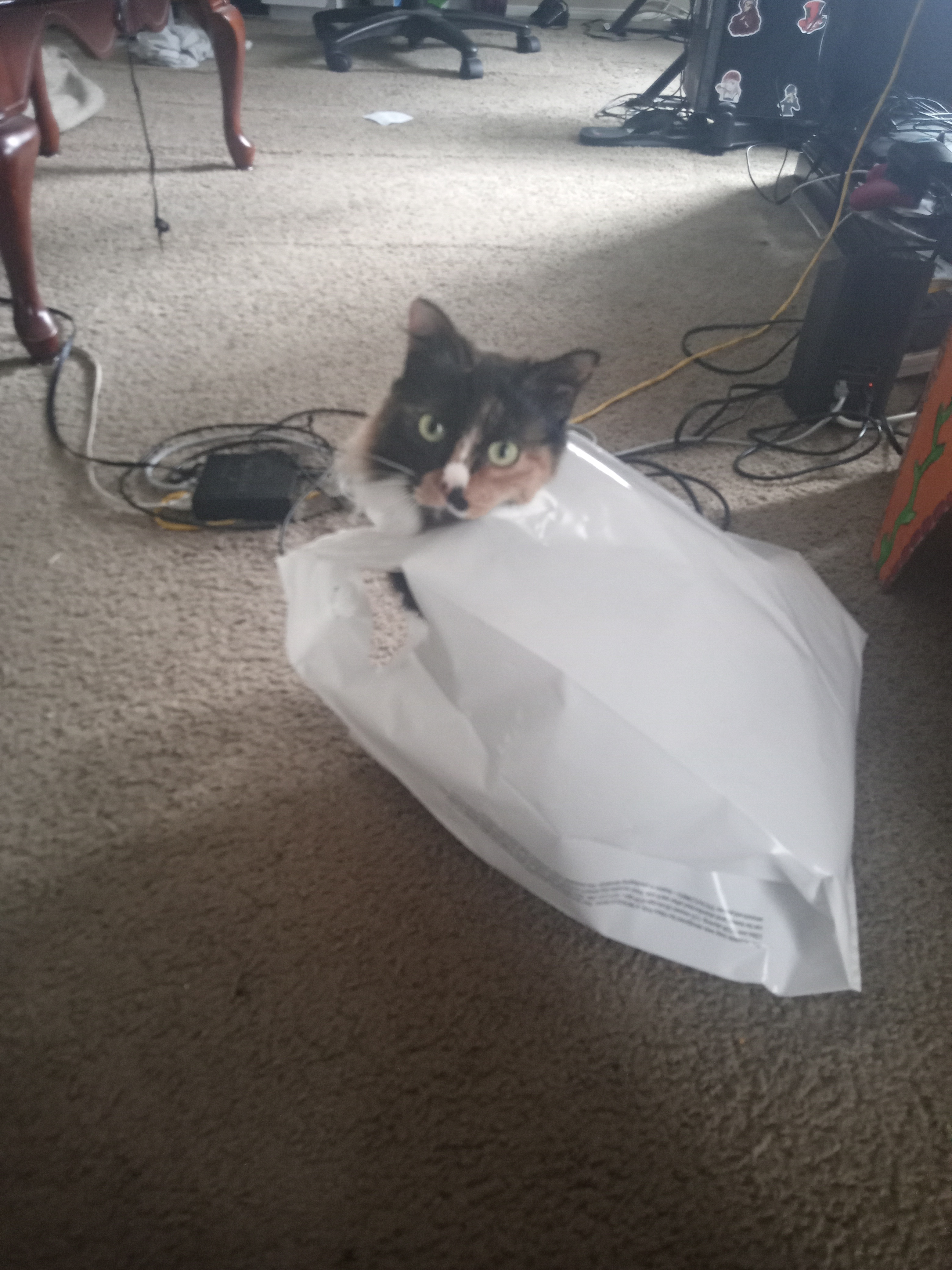 Meet the Bagcat: A Purr-fect Companion