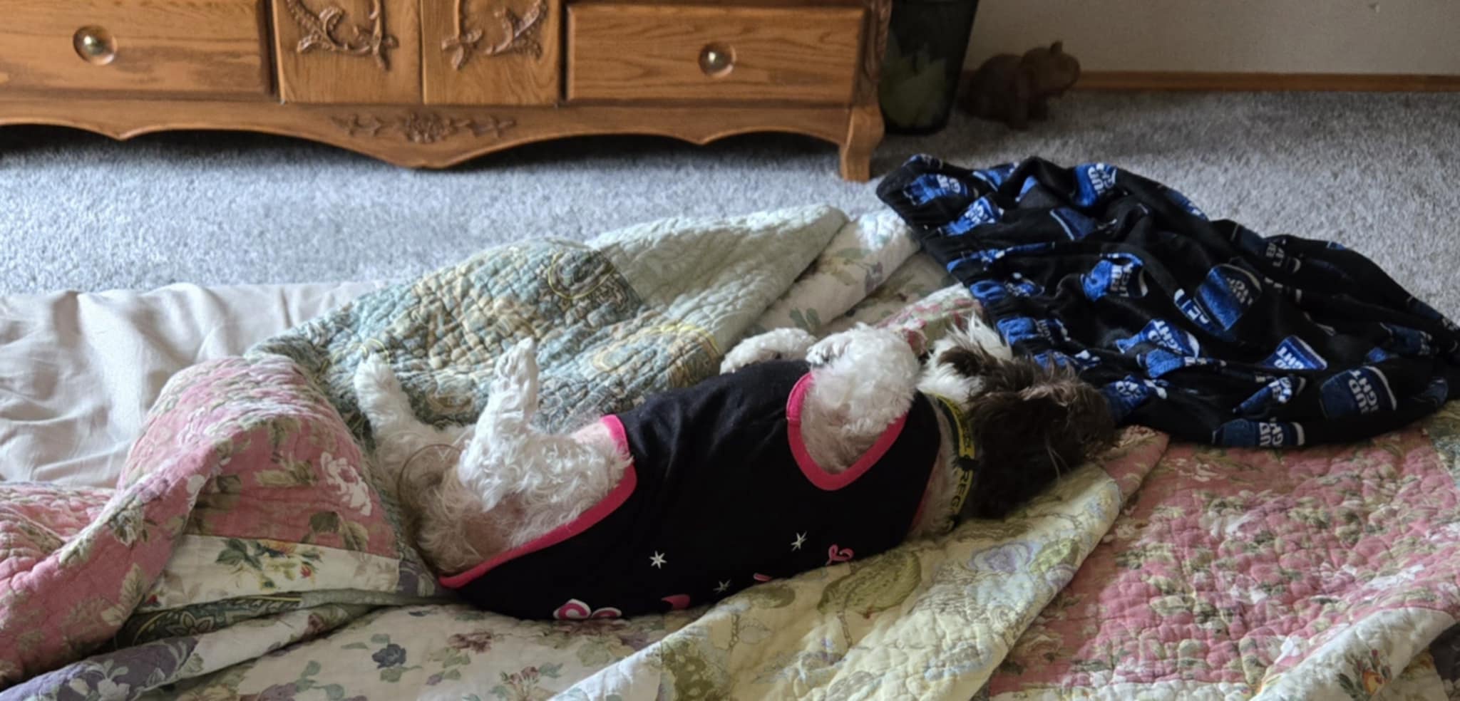 Ms. Pebbles: The Adorable Pup with a Thousand Nicknames