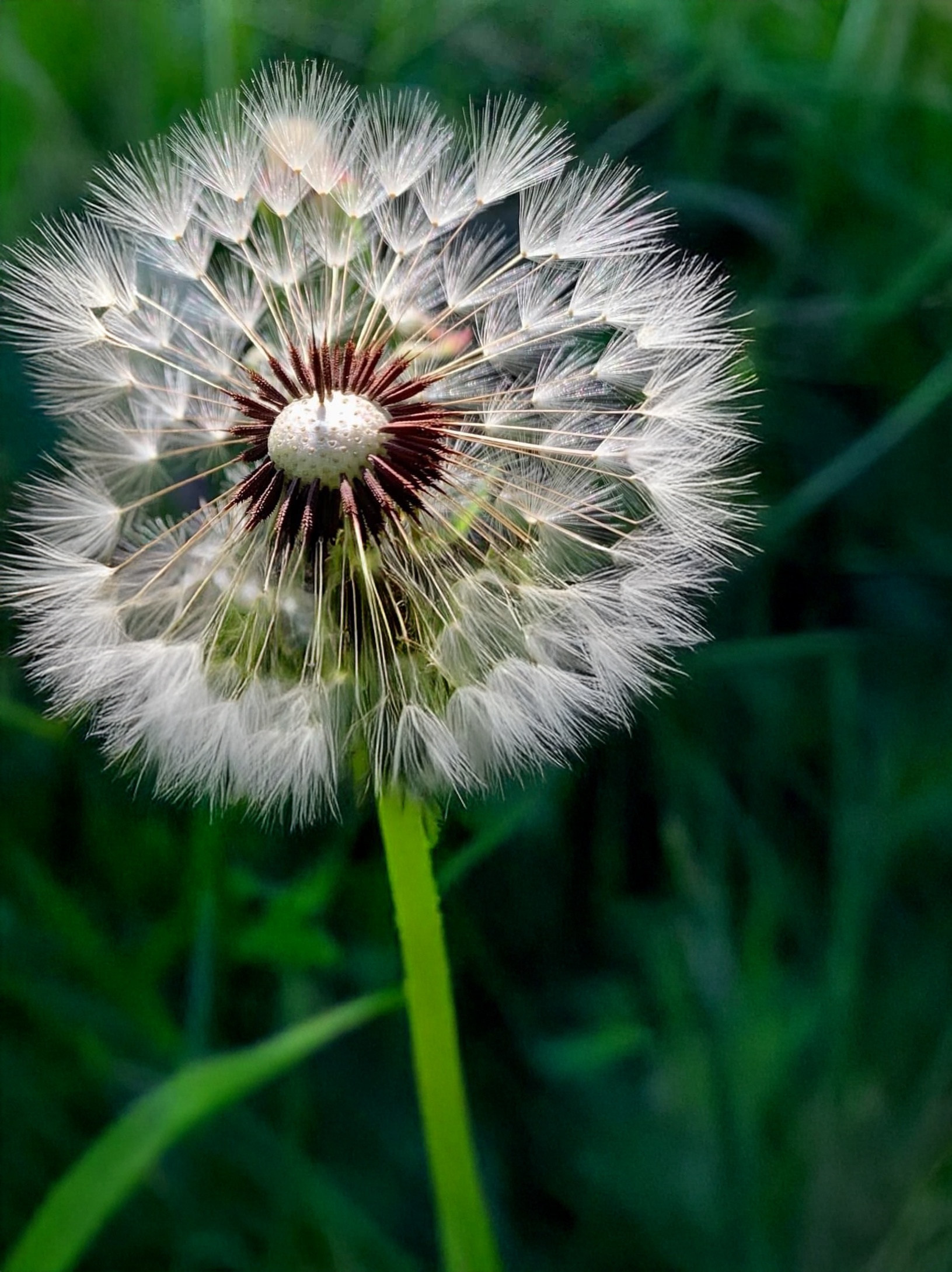 The Beauty of Dandelions