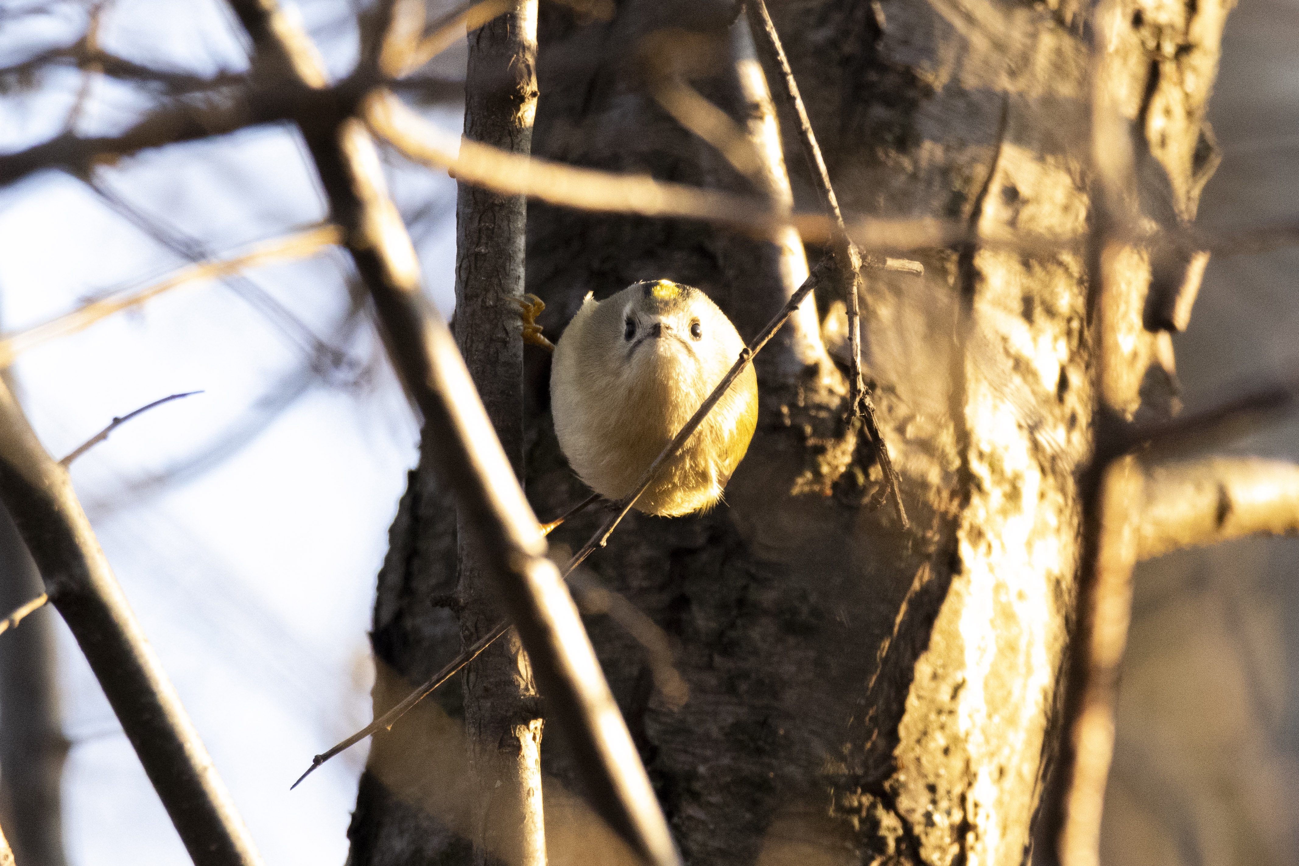 Nature's Beauty: Daily Photo #11 - Borb